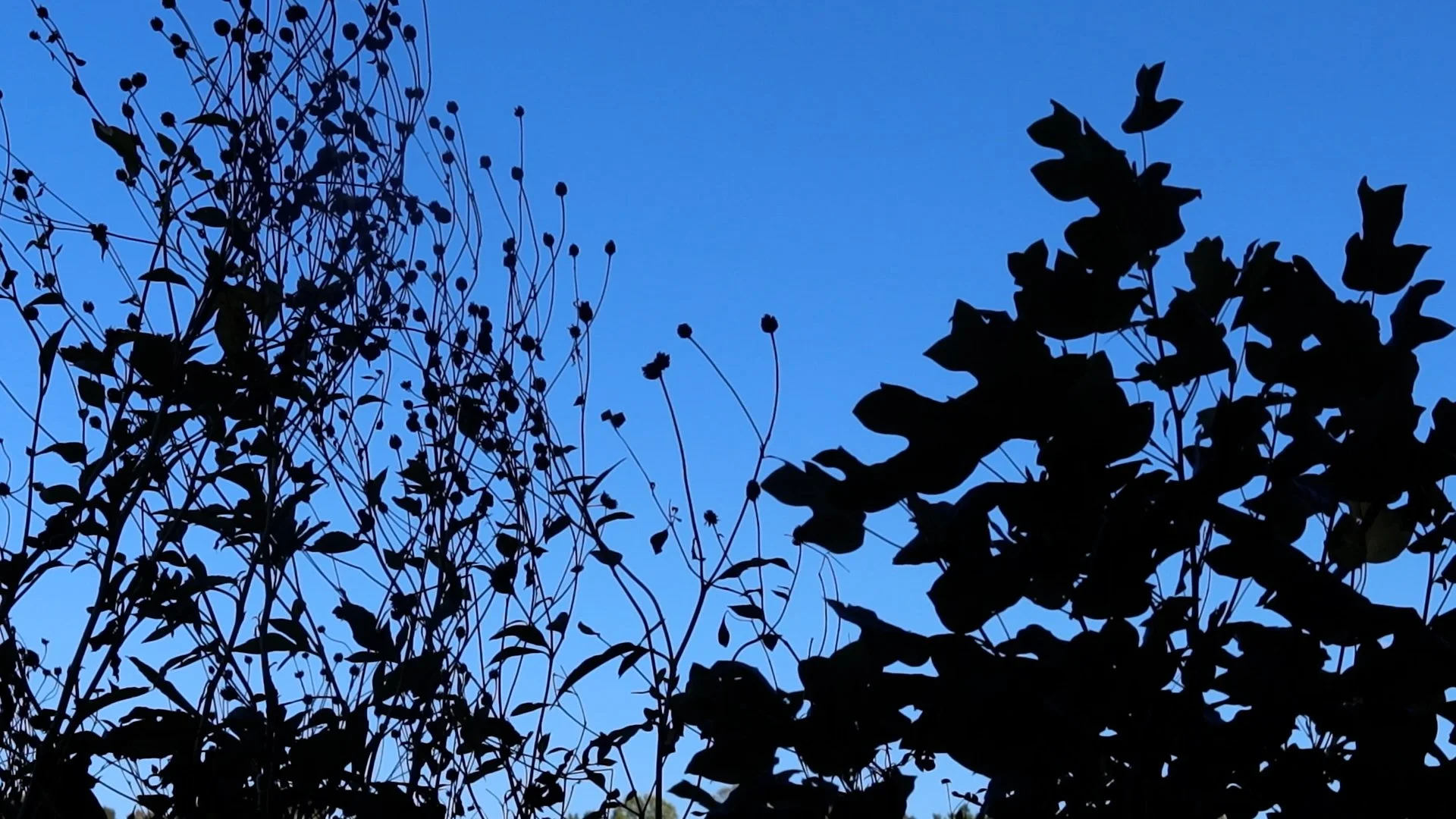 cut three.00_02_59_14.Still005.jpg