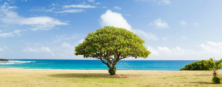 Tree Image Single Science Scientific Research — Arboriculture Australia
