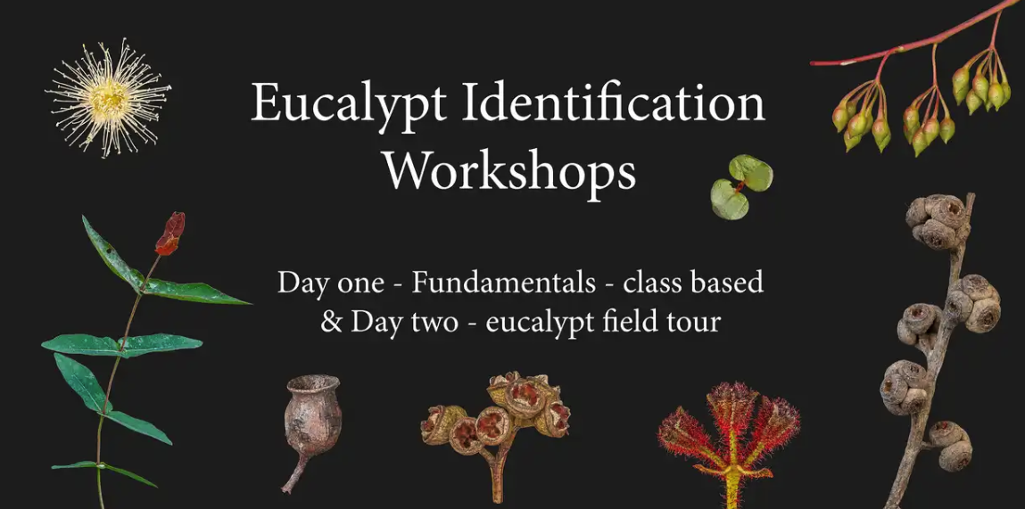 Two day Eucalypt ID workshop