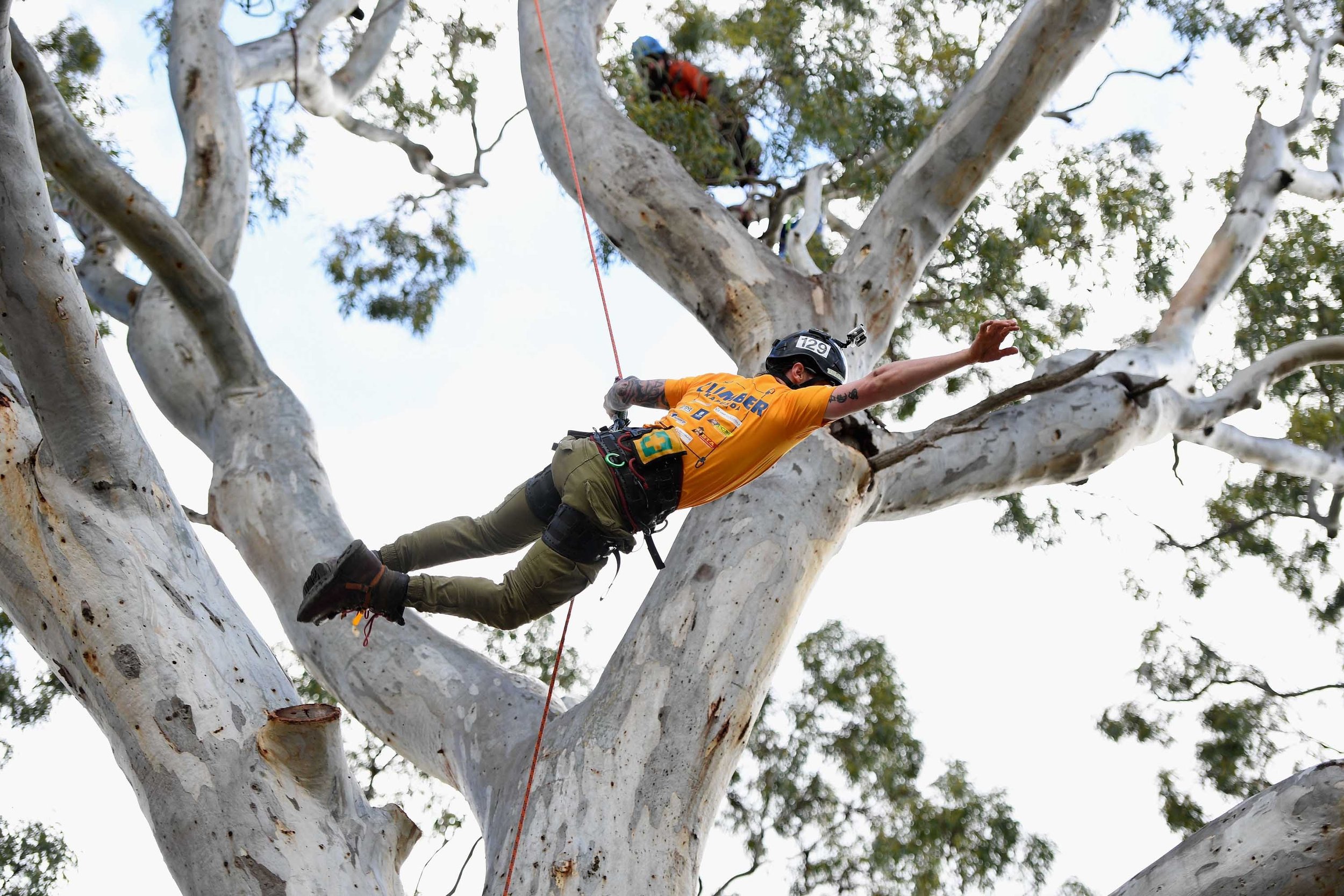 Climbing — Arboriculture Australia