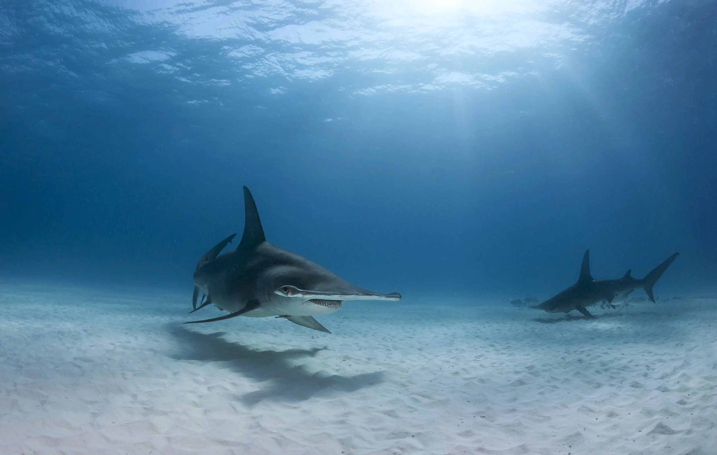 Great Hammerhead Sharks off Bimini, the Bahamas.