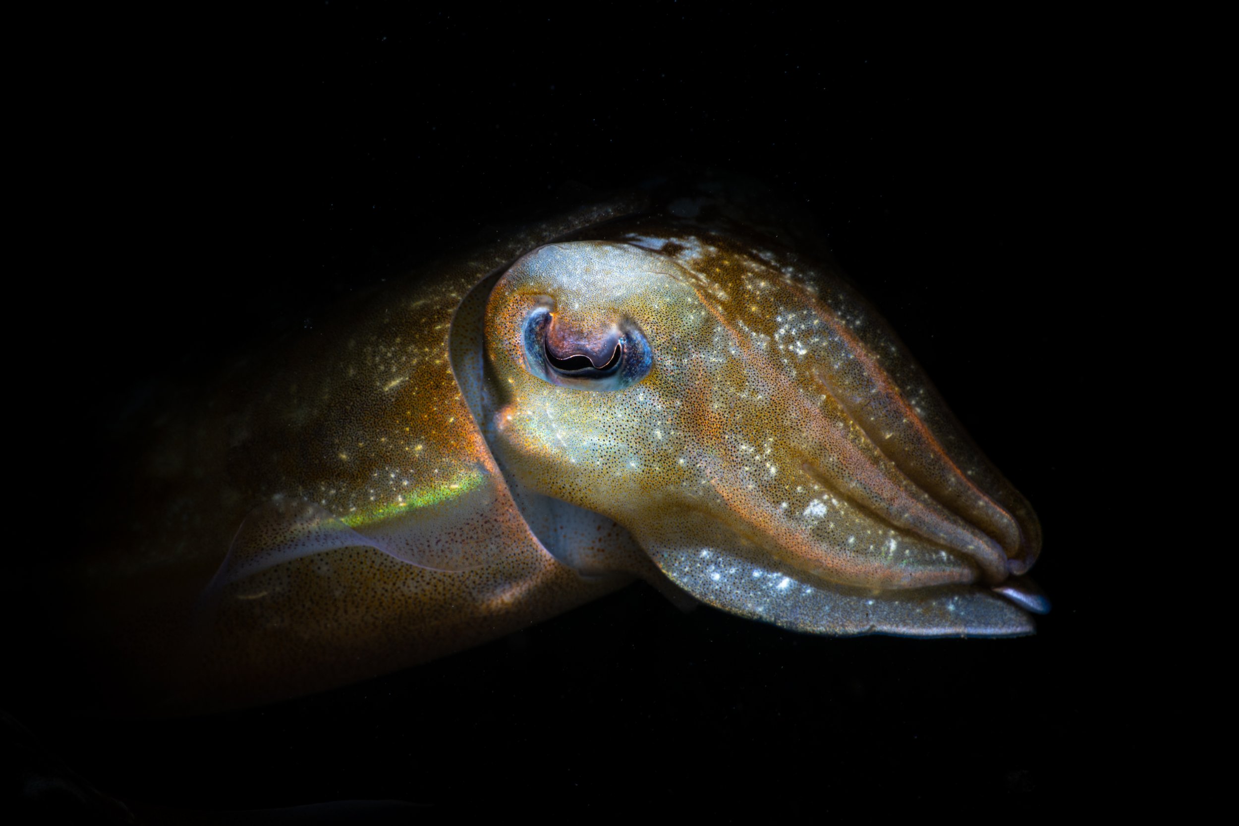 Cuttlefish, Cabbage Tree Bay, Manly.