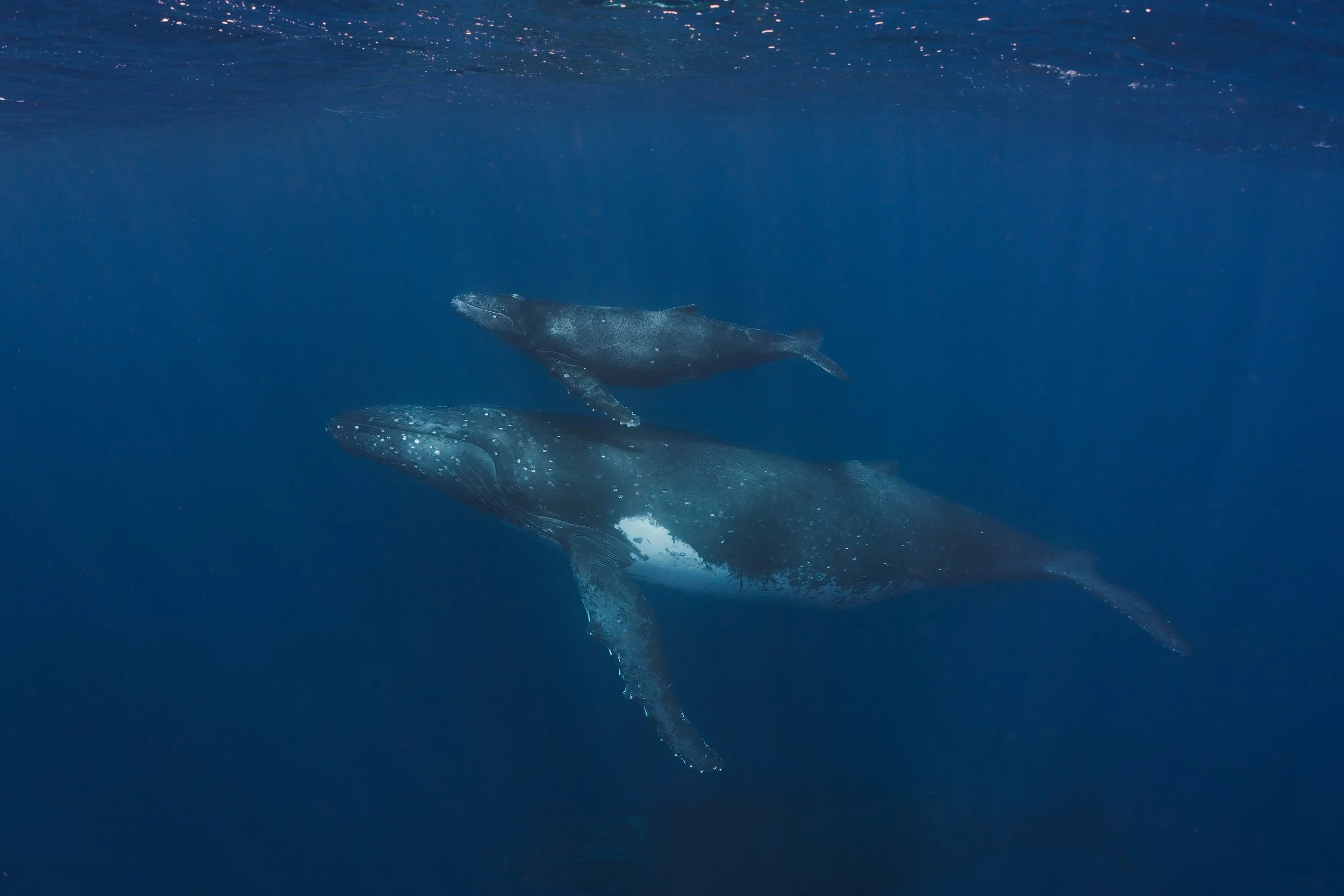 Humpback Whale mother and calf, Tonga.