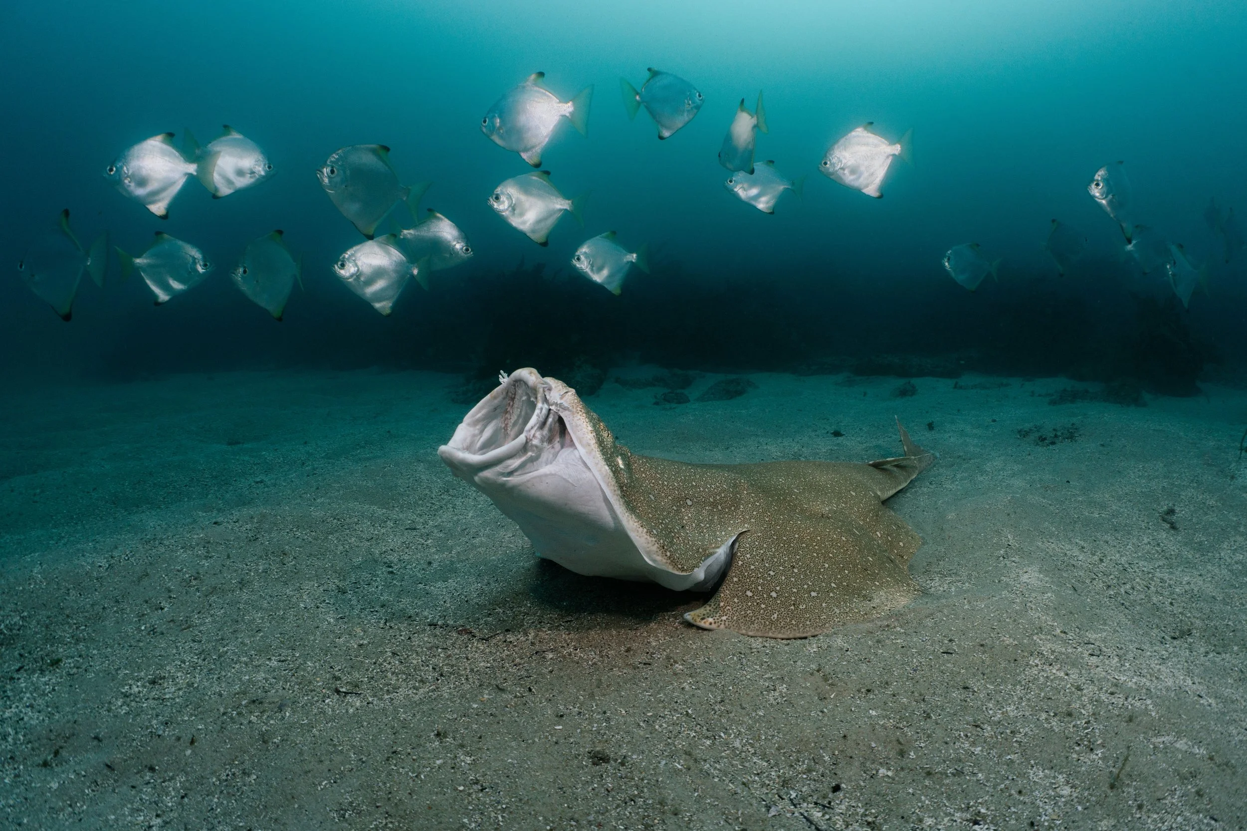 Angle shark, Cabbage Tree Bay, Manly.