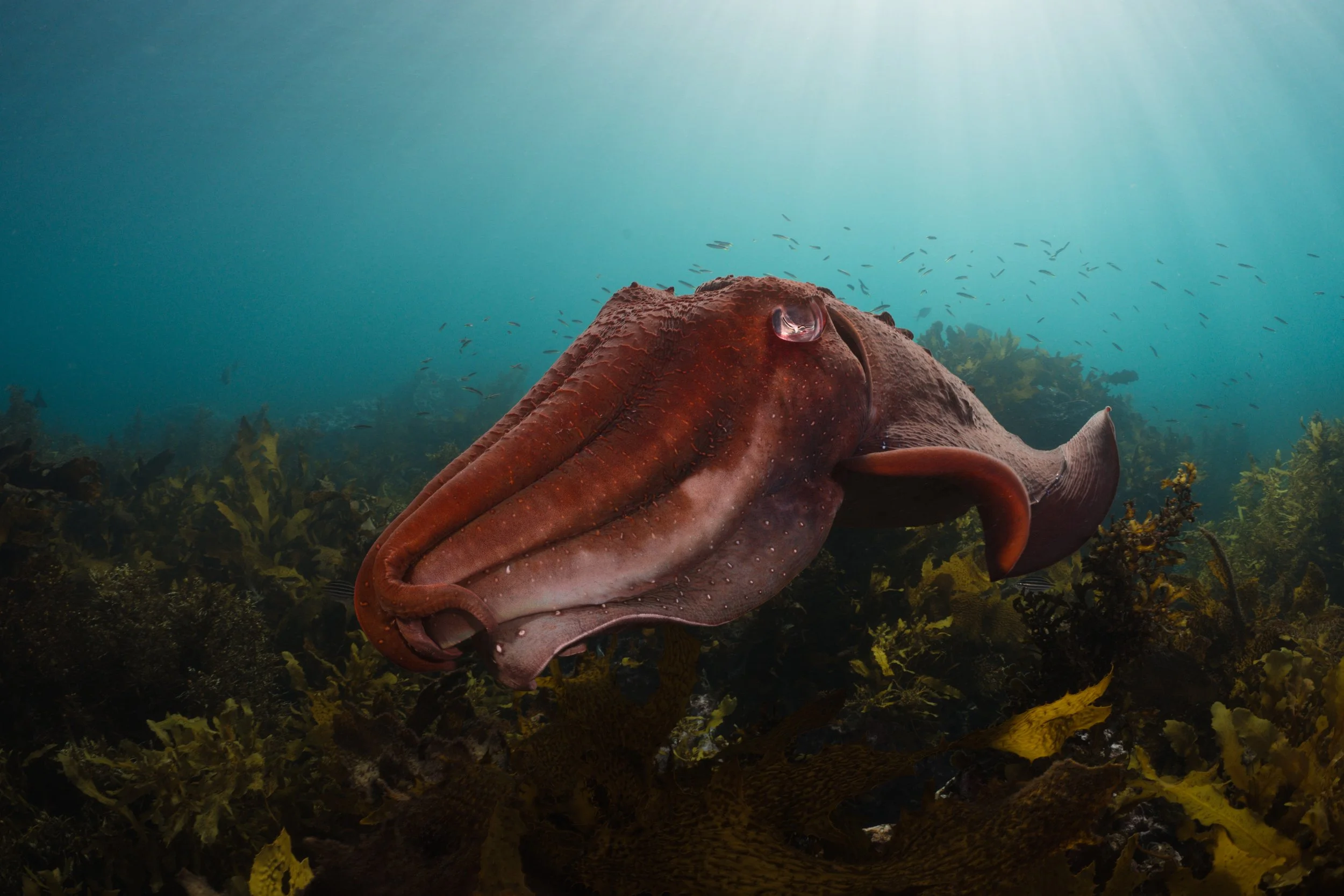 Giant cuttlefish, Cabbage Tree Bay Manly.