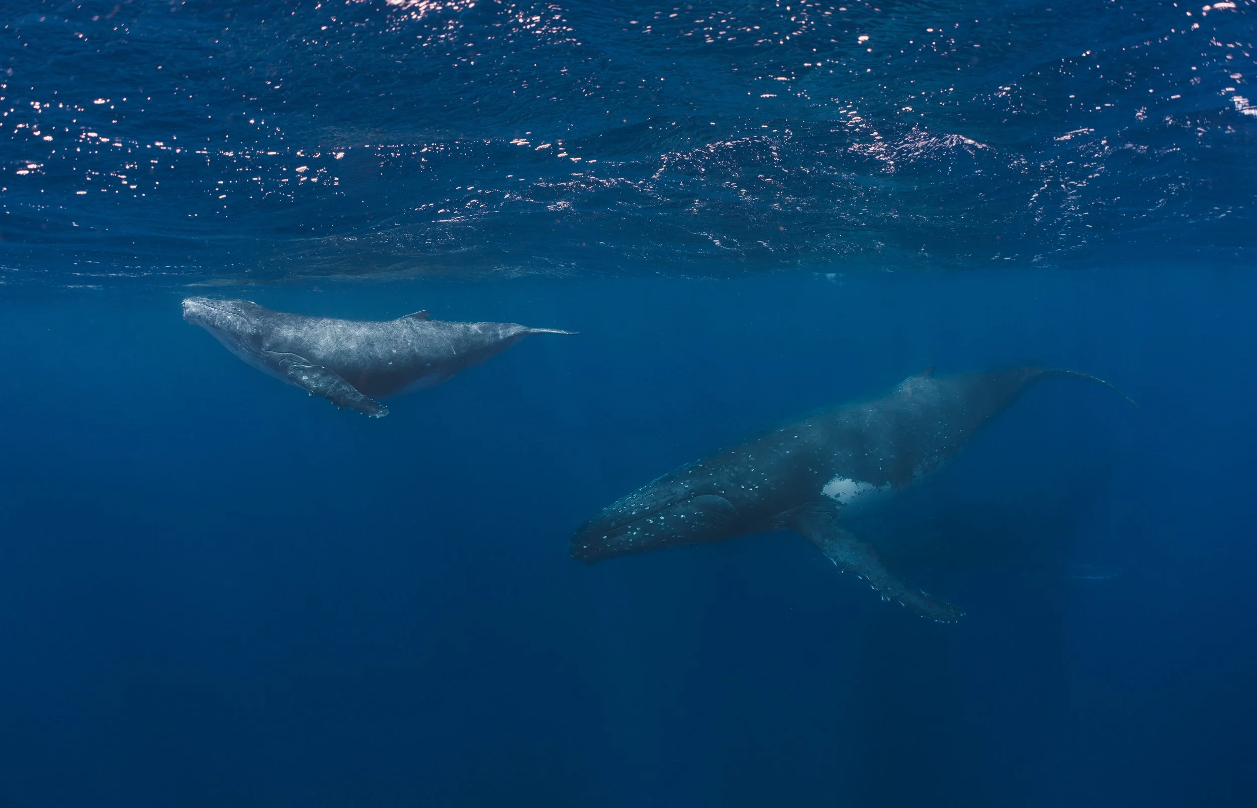 Humpback Whale mother and calf, Tonga.