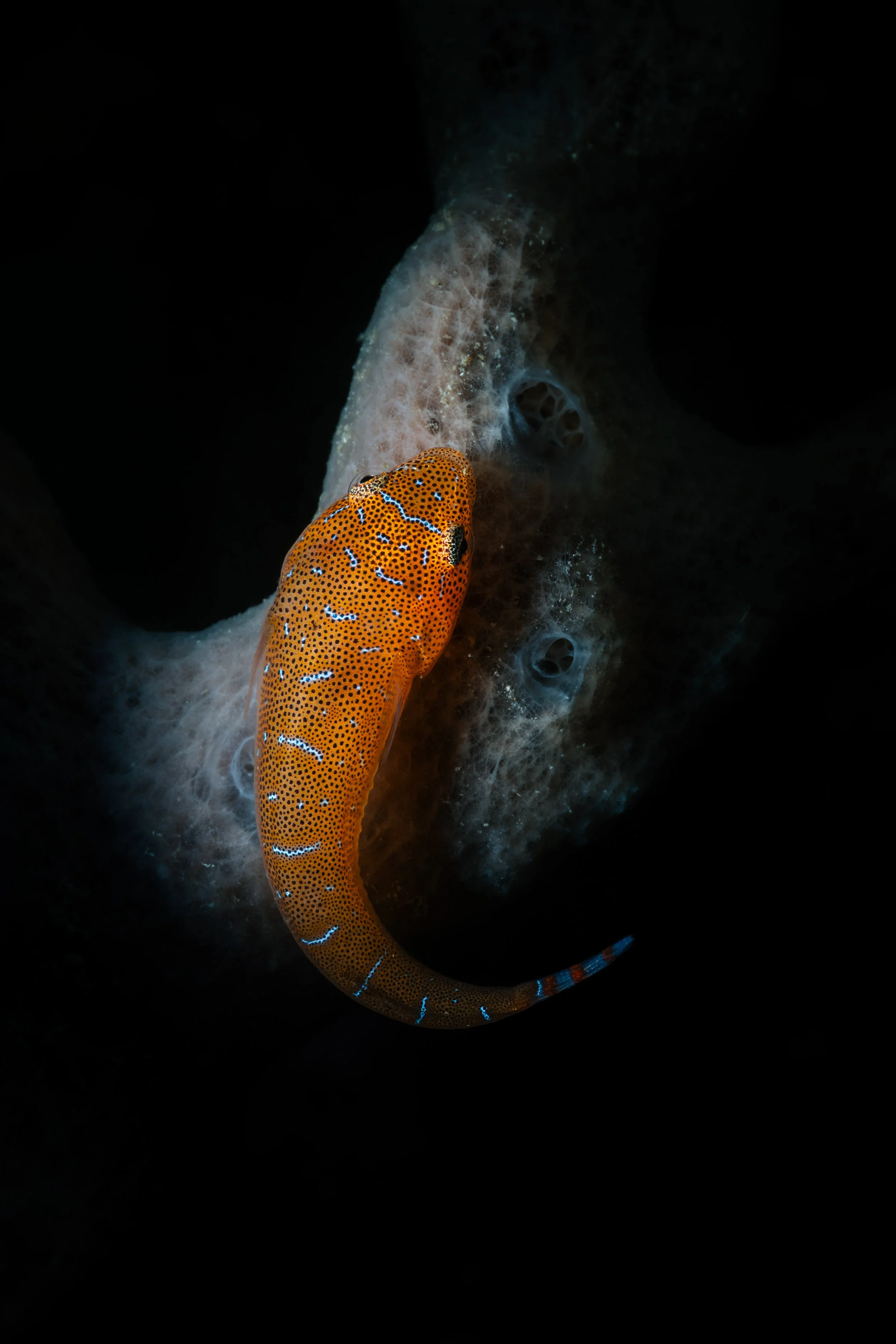Clingfish, Cabbage Tree Bay, Manly.