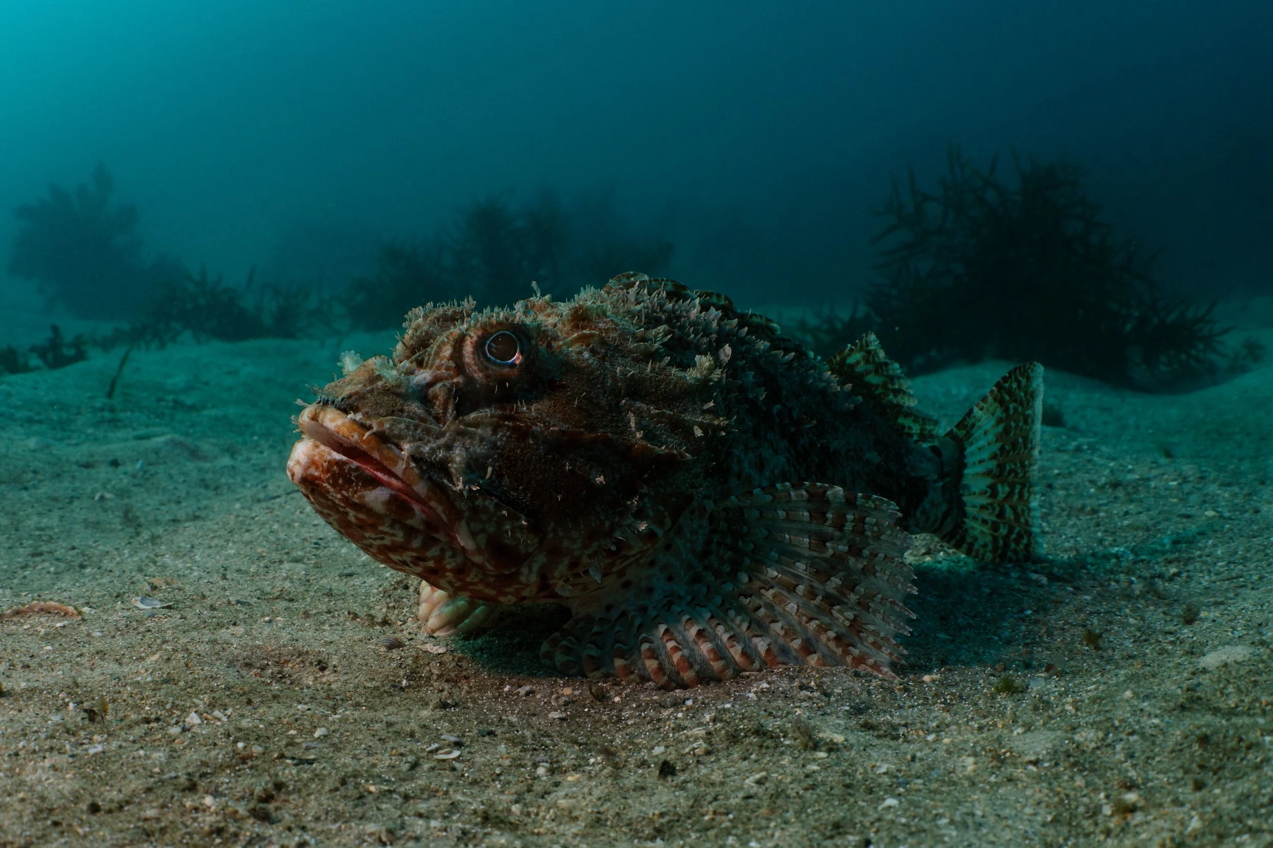 Scorpion fish, Cabbage Tree Bay, Manly.