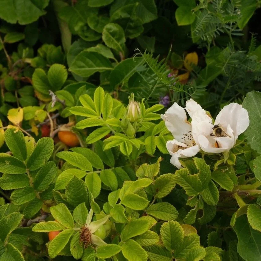 DSCF7138.jpg