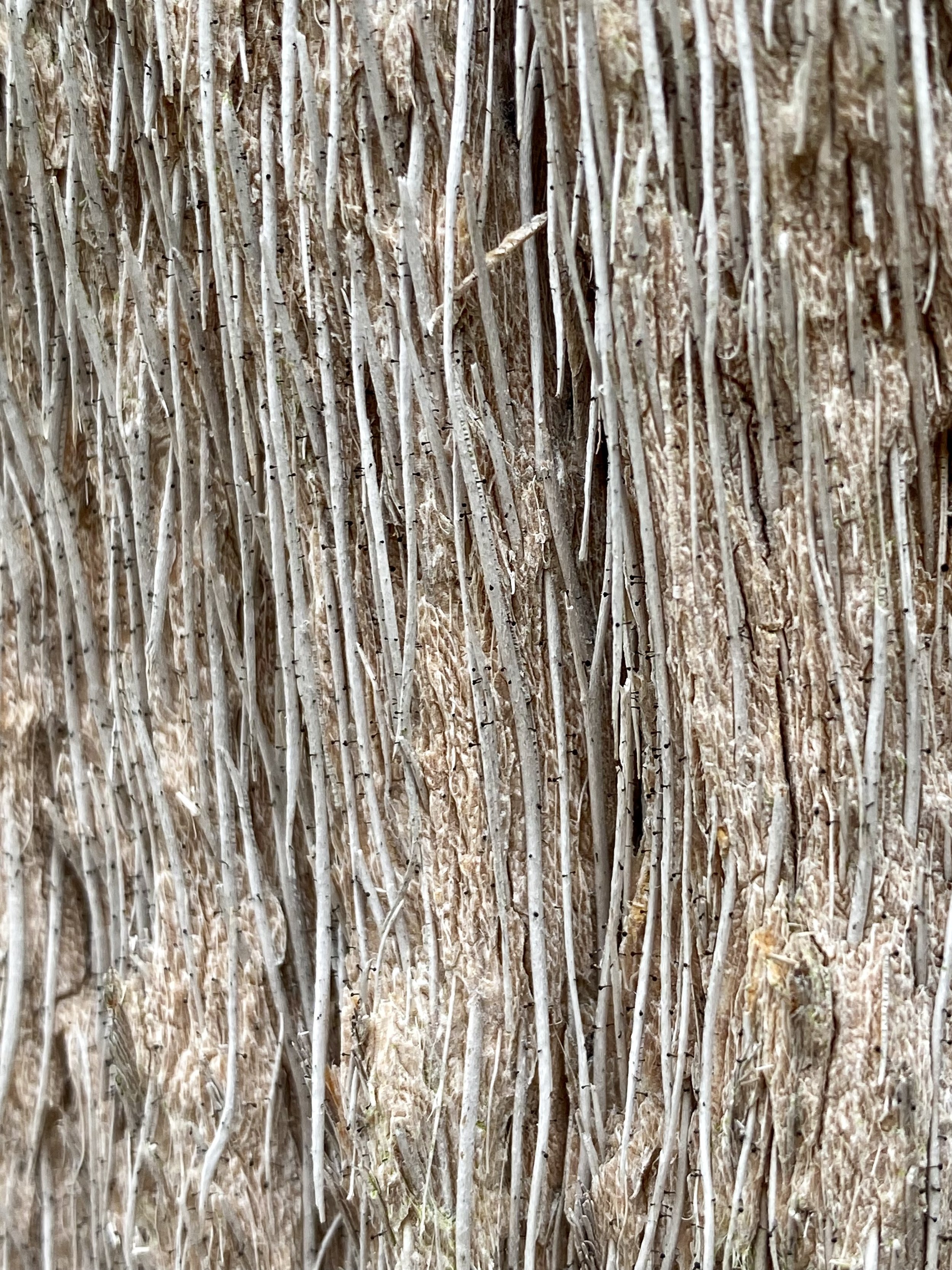 IMG_0448.jpeg