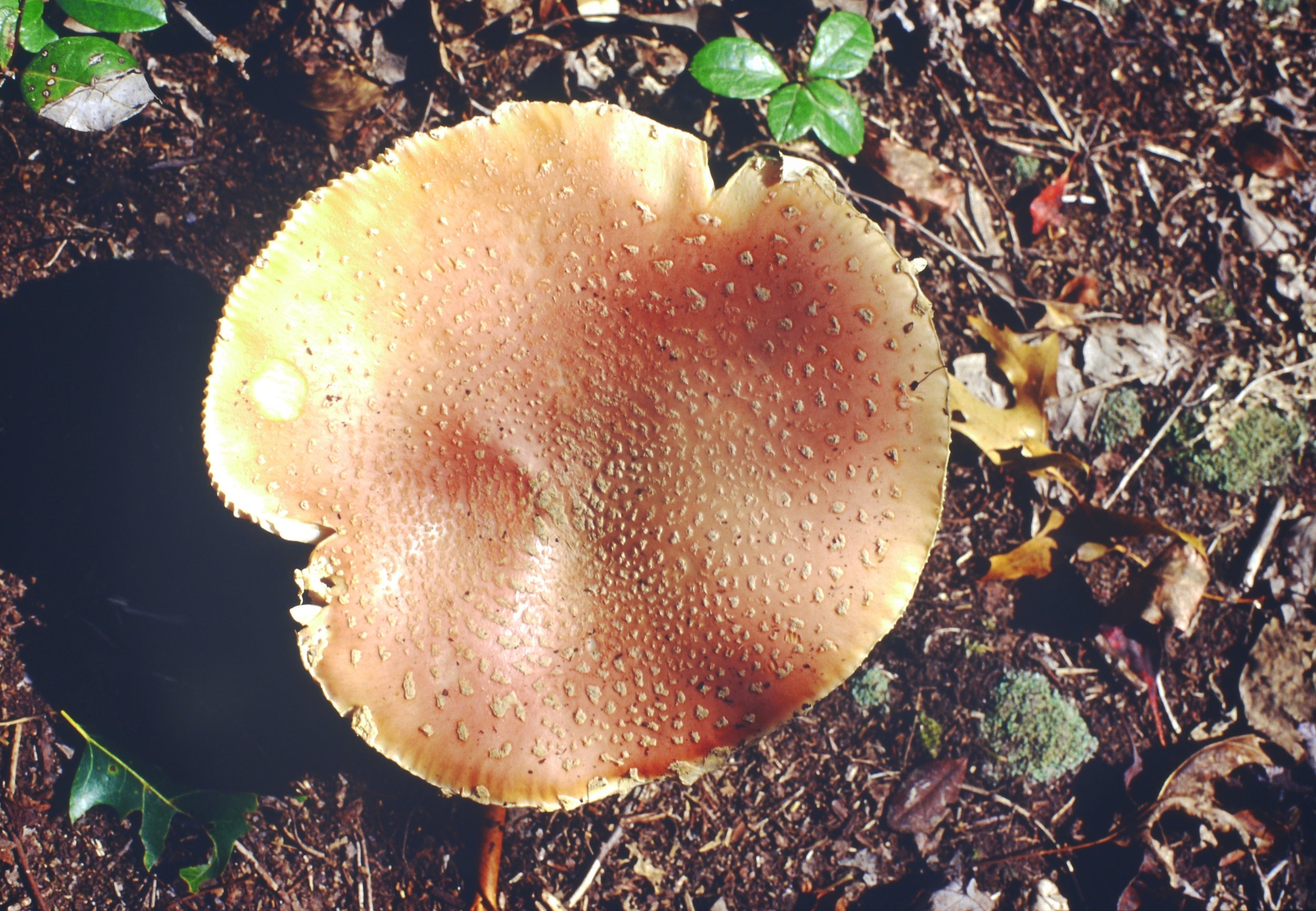 Babcock State Park.  This is the sort of mushroom you'd like to hang out with.  He looks like a real fungi.  Olympus OM-4T with 40mm/f2 lens.  Kodak V.S.