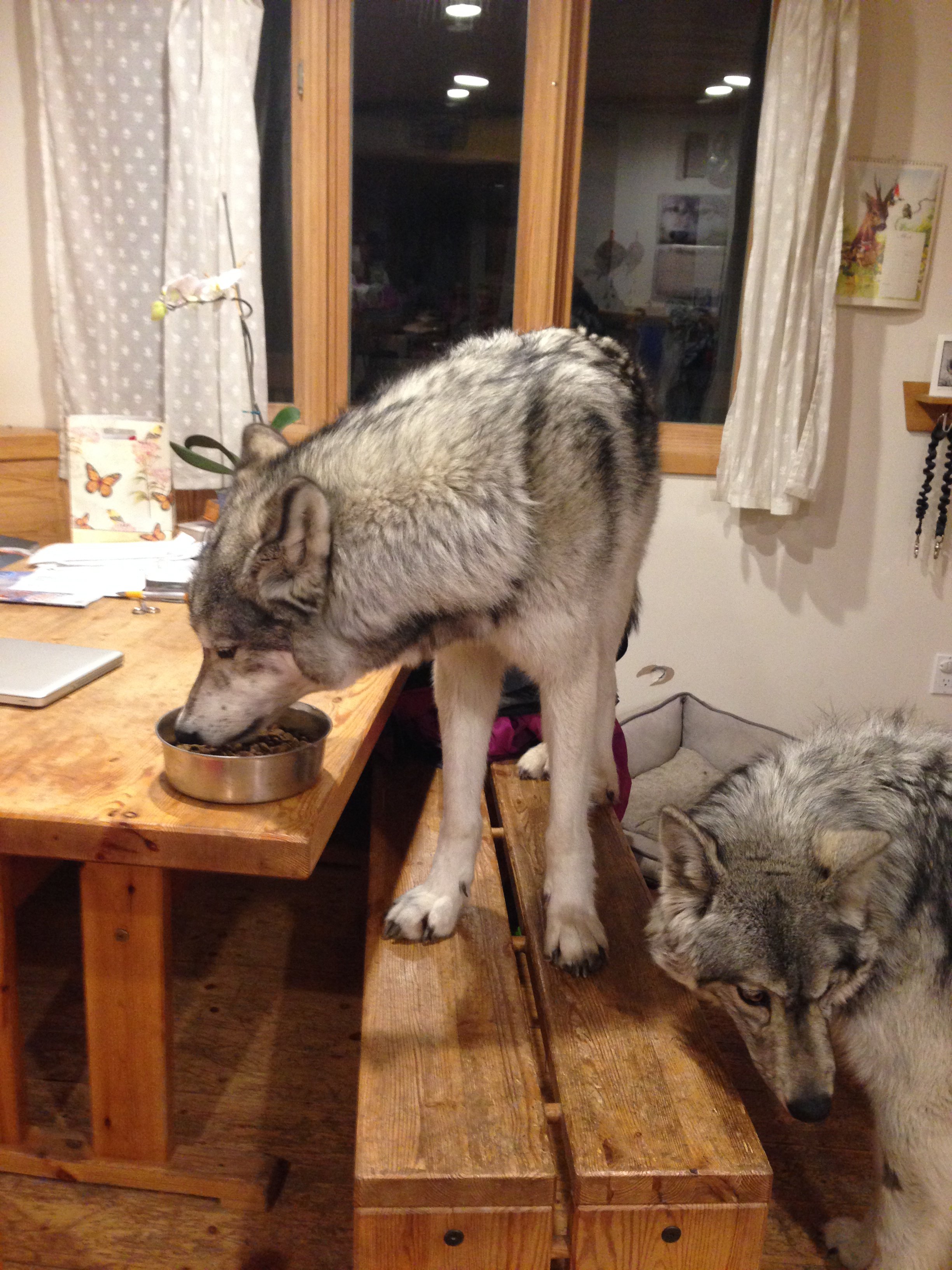 Kuna likes to eat at the dinner table