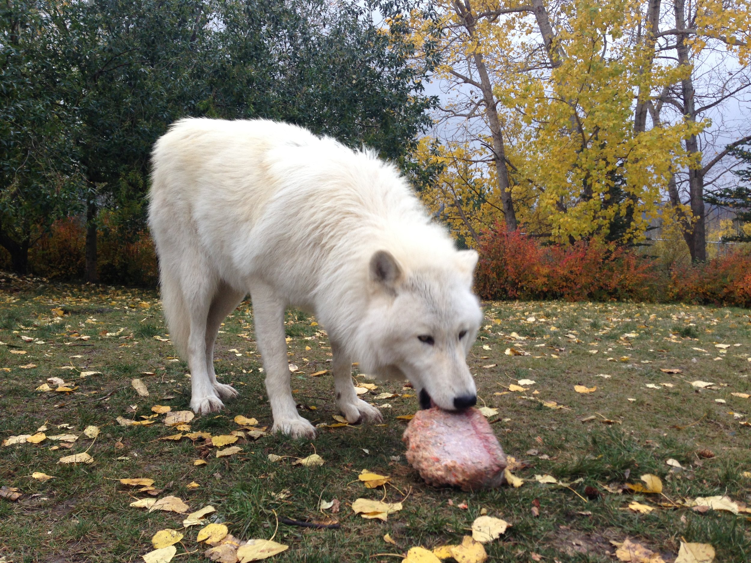 Nova eating his commercial raw food