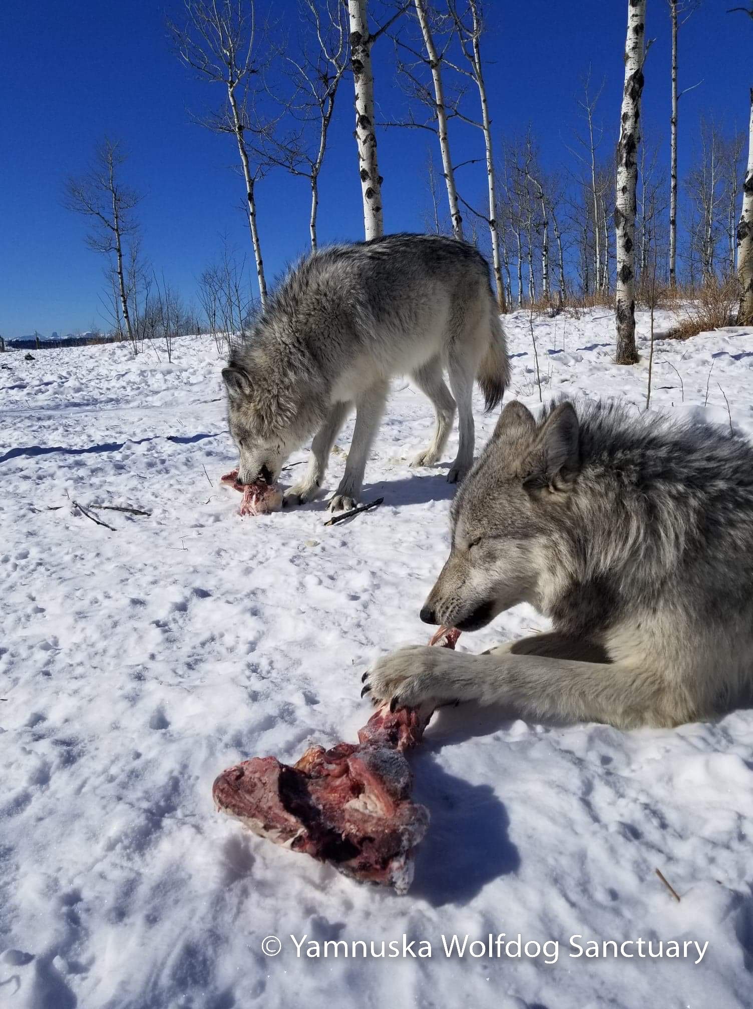 Large, meaty bones can provide hours of entertainment for the wolfdogs