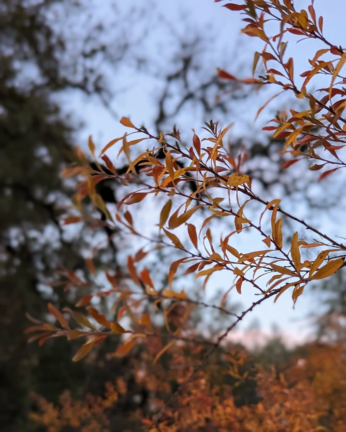A fall morning 🍃🍁🍂 at @seal.dove.hacienda 
Check out what we've been up to at sealdovehacienda.com 😍
Link 🔗 in bio 💛