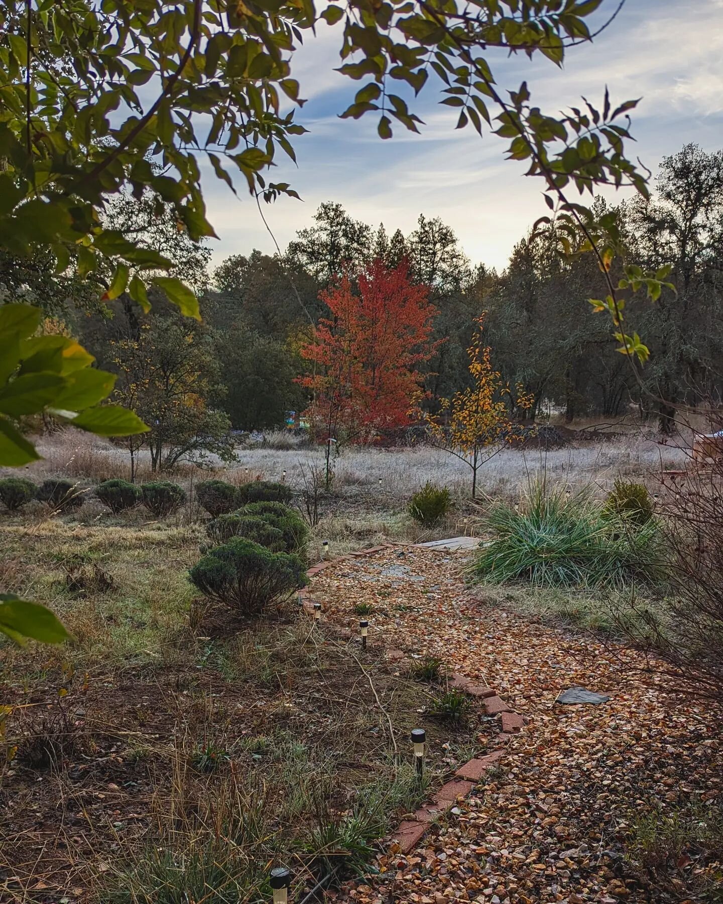 It's beginning to look a lot like fall 😍🍂🍁🍃
With temperatures now hanging out in the mid 40's, SDH is living for the beauty that is fall 🍂!! 
.
We are sooo happy to see cooler temperatures and much more rainfall 🌦️💧☔ earlier this year!! Our fi