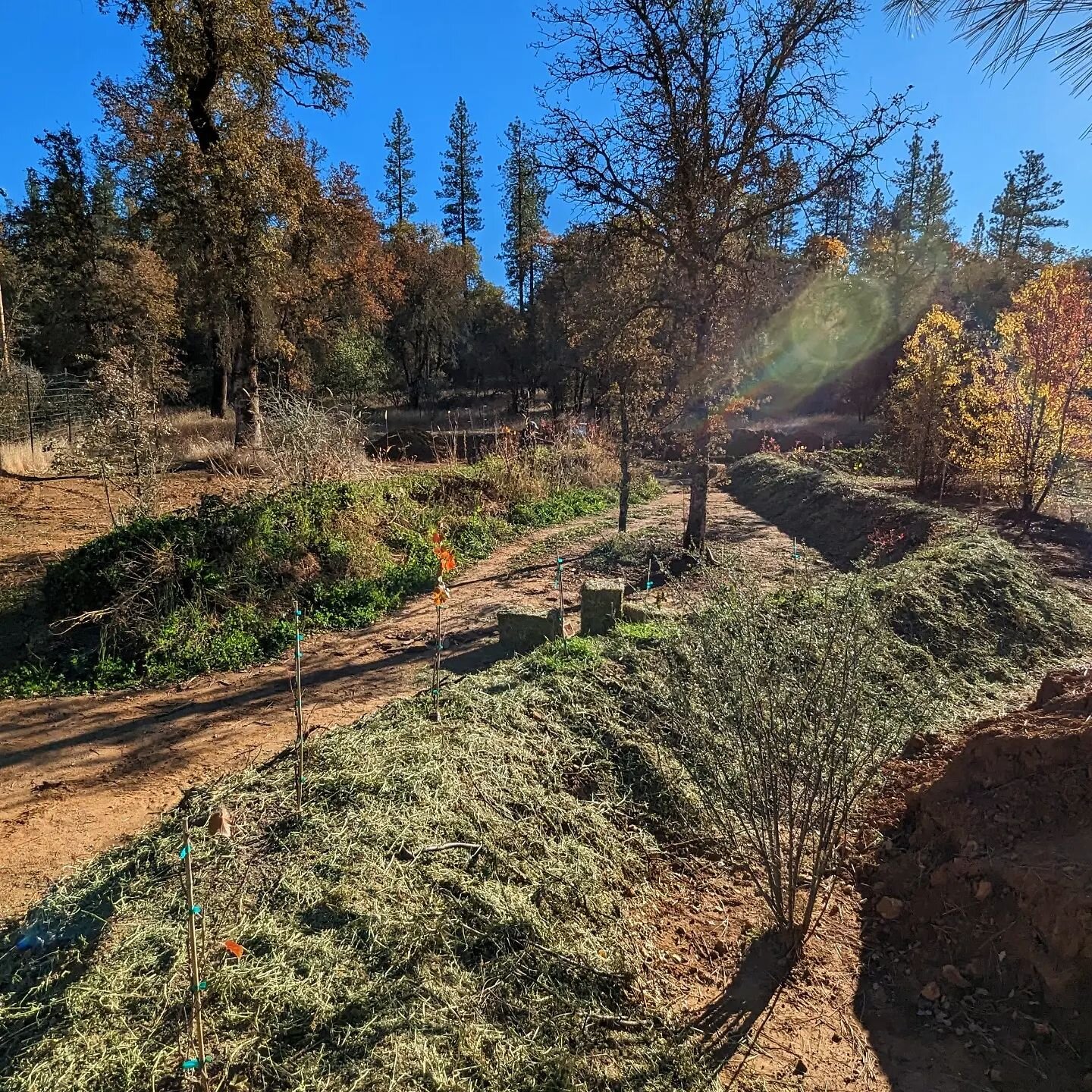 All in a day's work 🌱👩🏻&zwj;🌾👨🏻&zwj;🌾🚜🌄
.
Check out our latest reel in our story ☝🏼 😜 and our latest blog on our website!! Link 🔗 in bio ❤️ 🕊️🦭
.
#regenerativefarming #regenerativeagriculture #foodforest #sealdoveadventures #sealdovehac