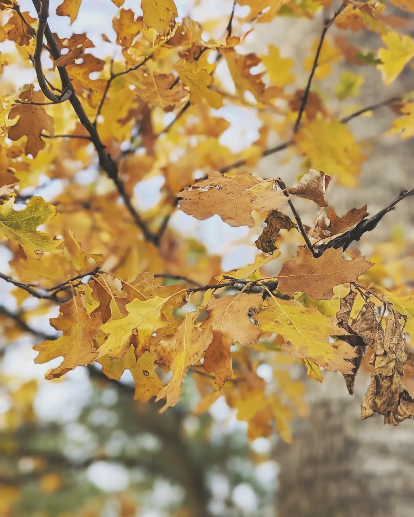 Fall is in the air 🍂🍁🍃everywhere we look around 🎶🎵🧡