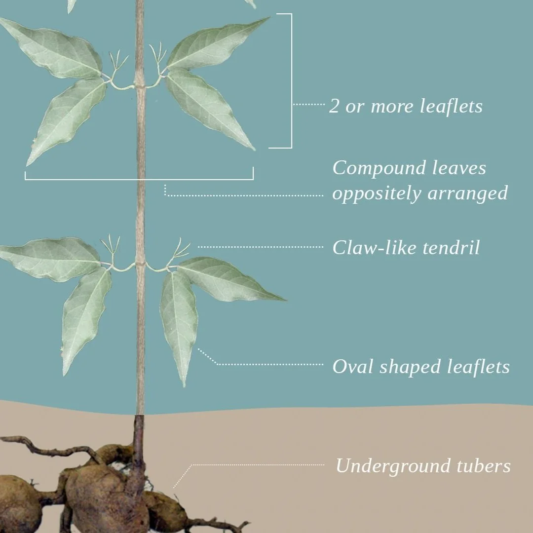 VE_SAVE OUR CATCHMENT_GRAPHICS_10-56.jpg
