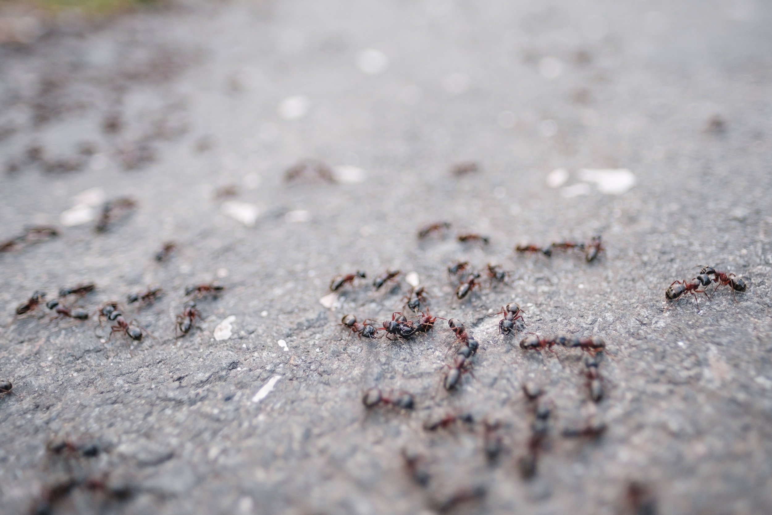 Ants nest