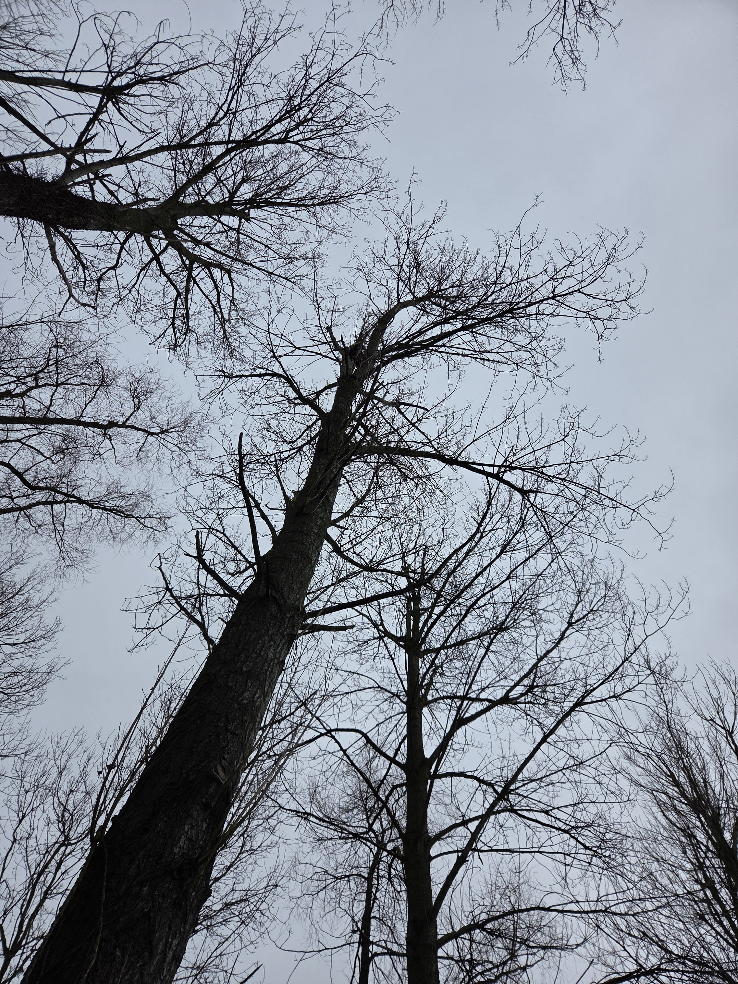 The benefits of walking