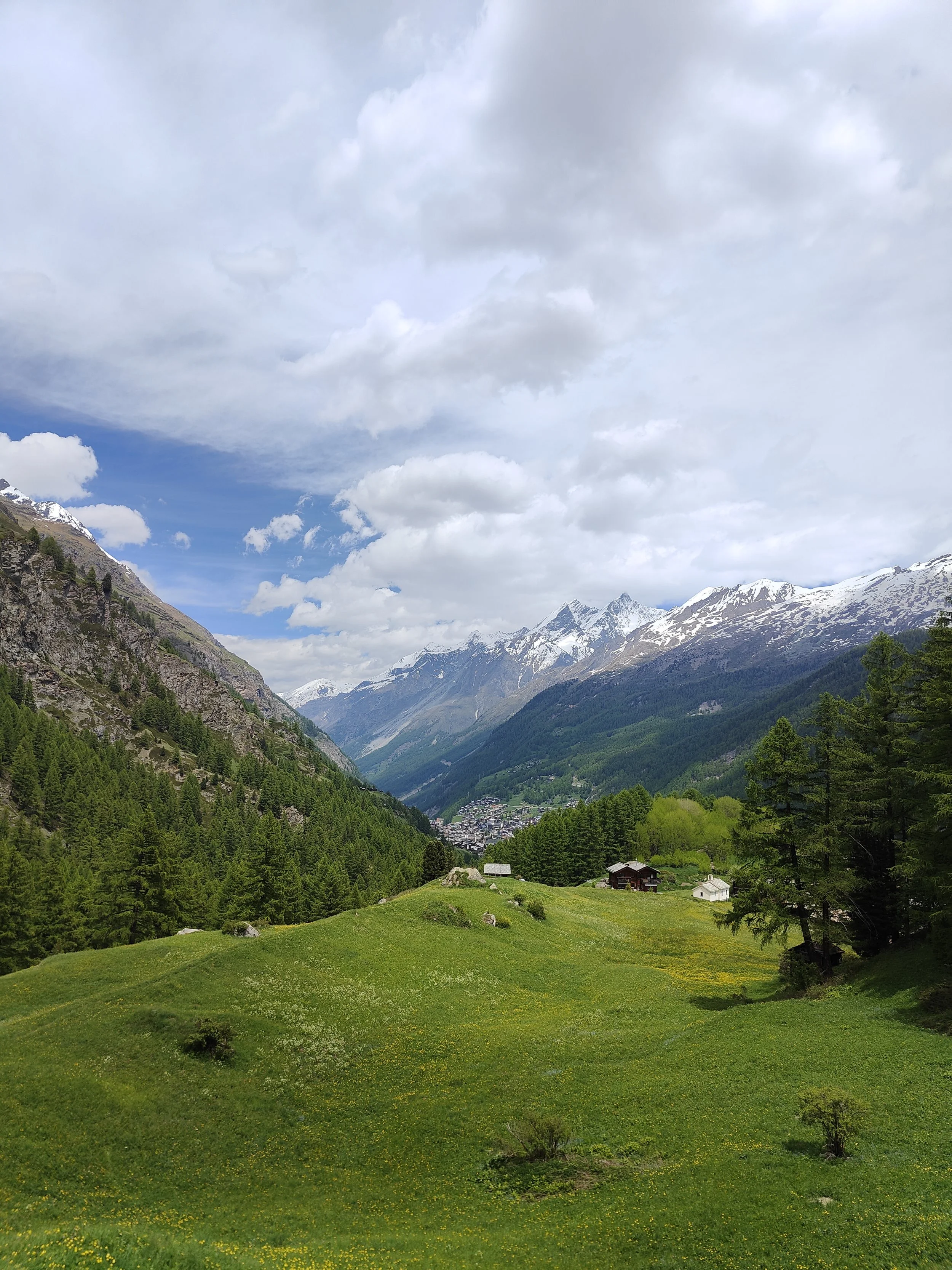 Green meadow with scattered small bushes and trees, surrounded by dense forest, leading to a snow-capped mountain range under a partly cloudy sky.