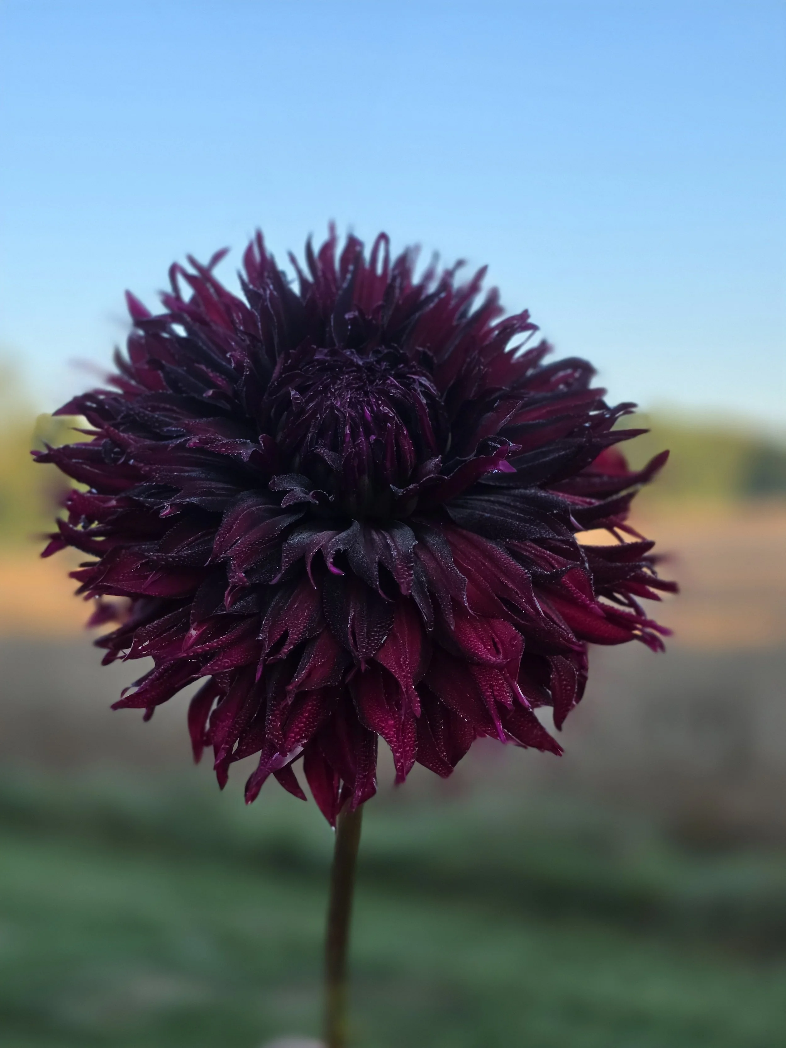Manor Jayne rooted cutting PICK UP ONLY