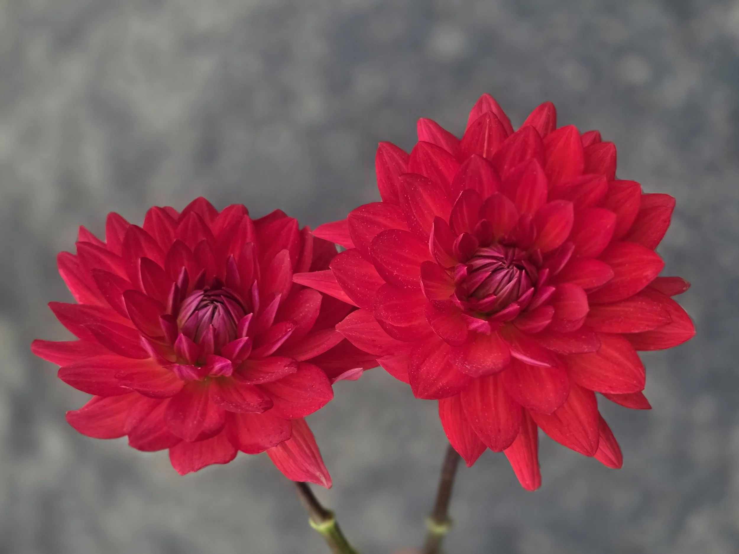 Taratahi Ruby  (1).jpg
