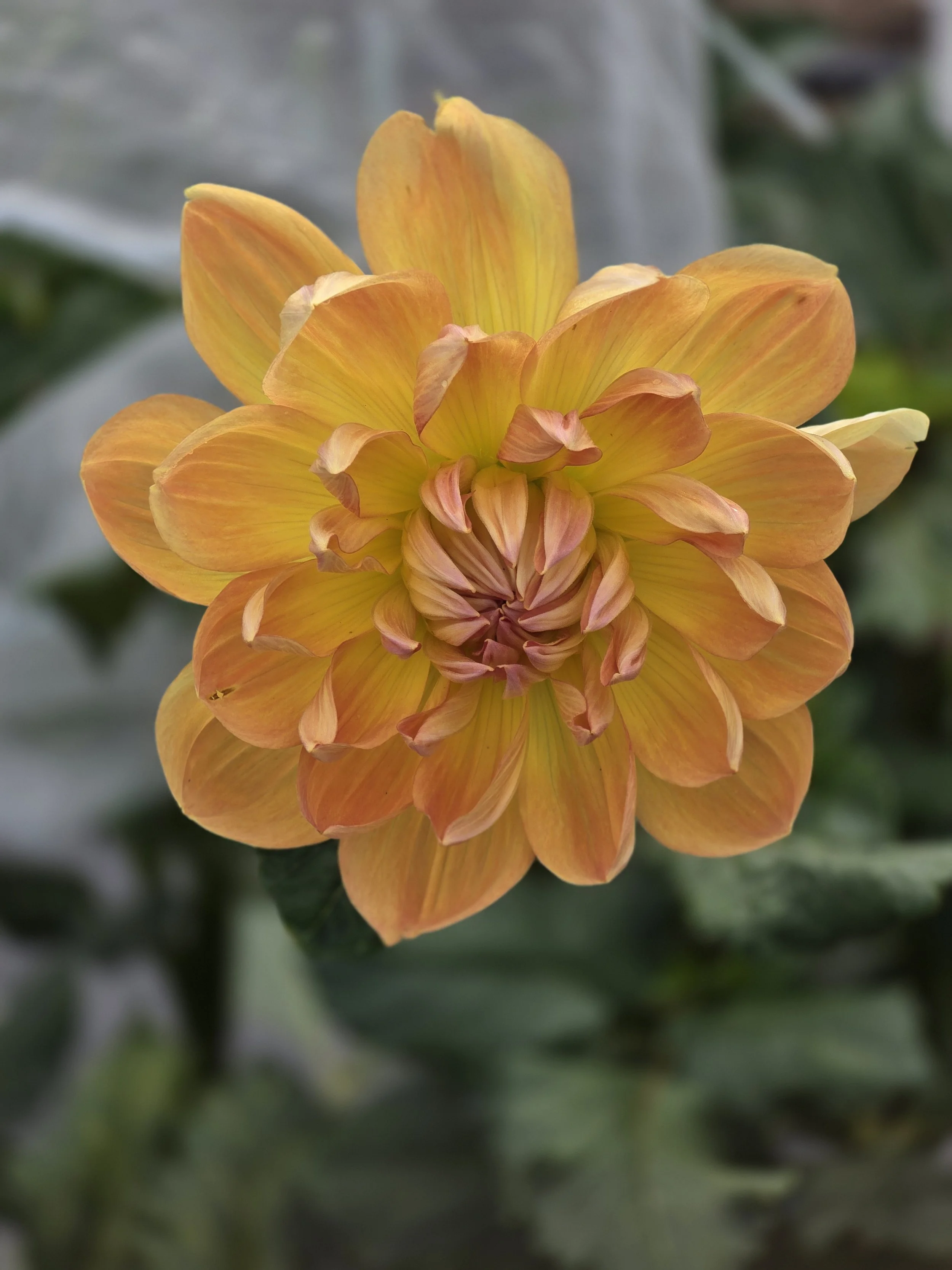 Hollyhill Honeygold  (2).jpg