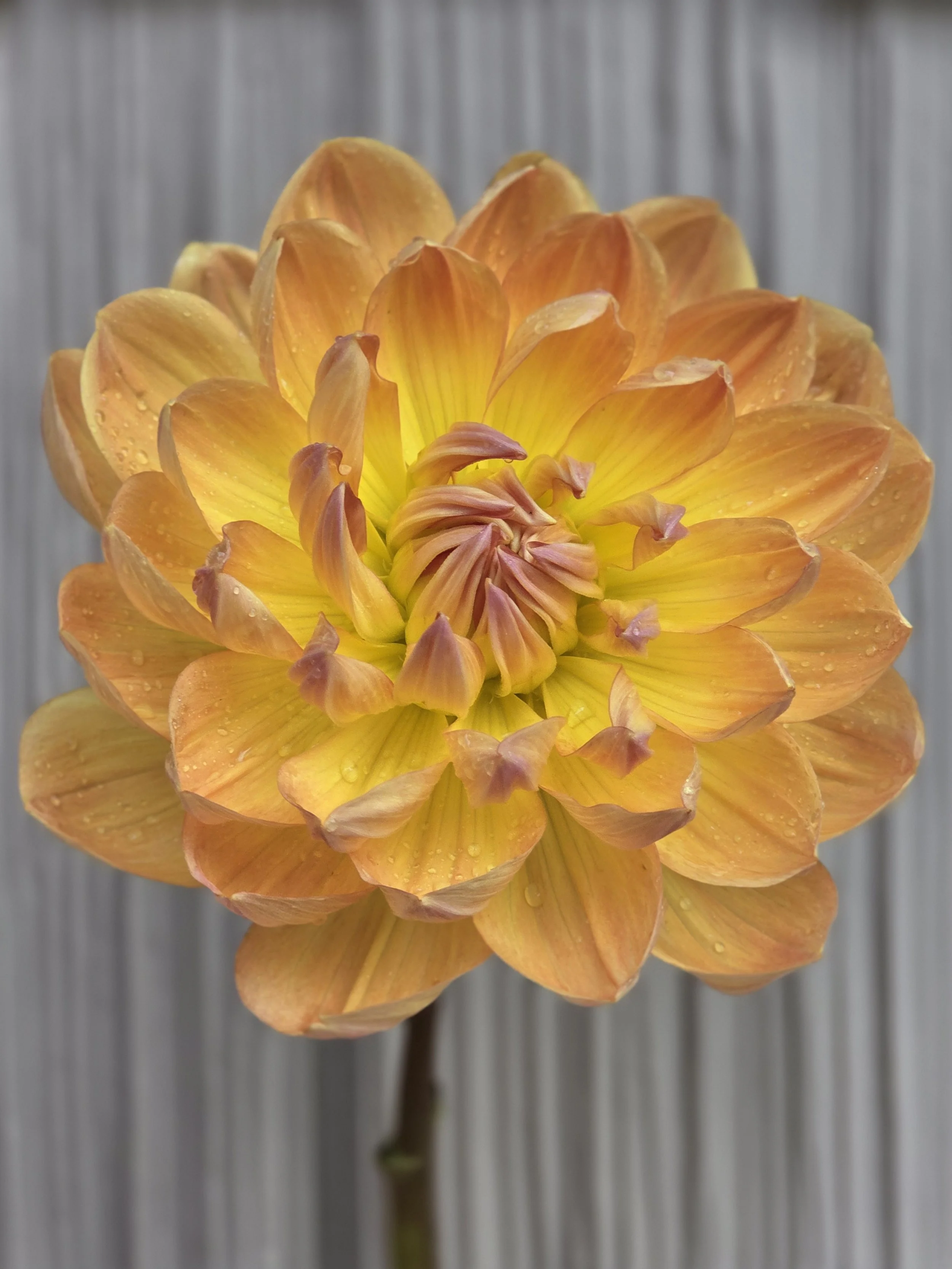 FALL SHIPPED Hollyhill Honeygold tuber