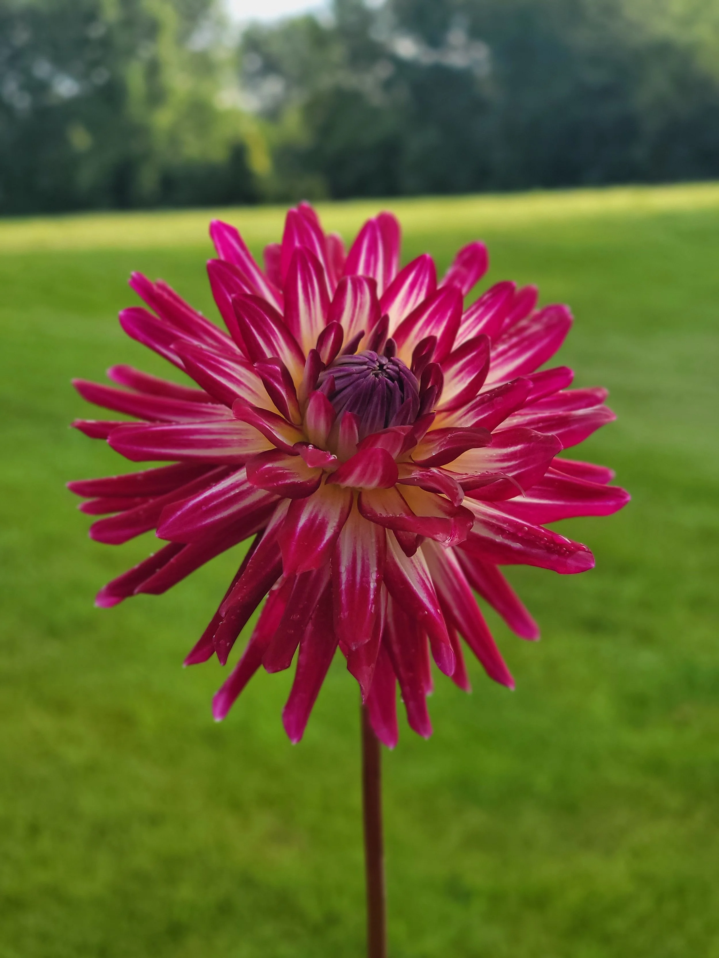 Hollyhill Starburst — Missy’s Dahlias