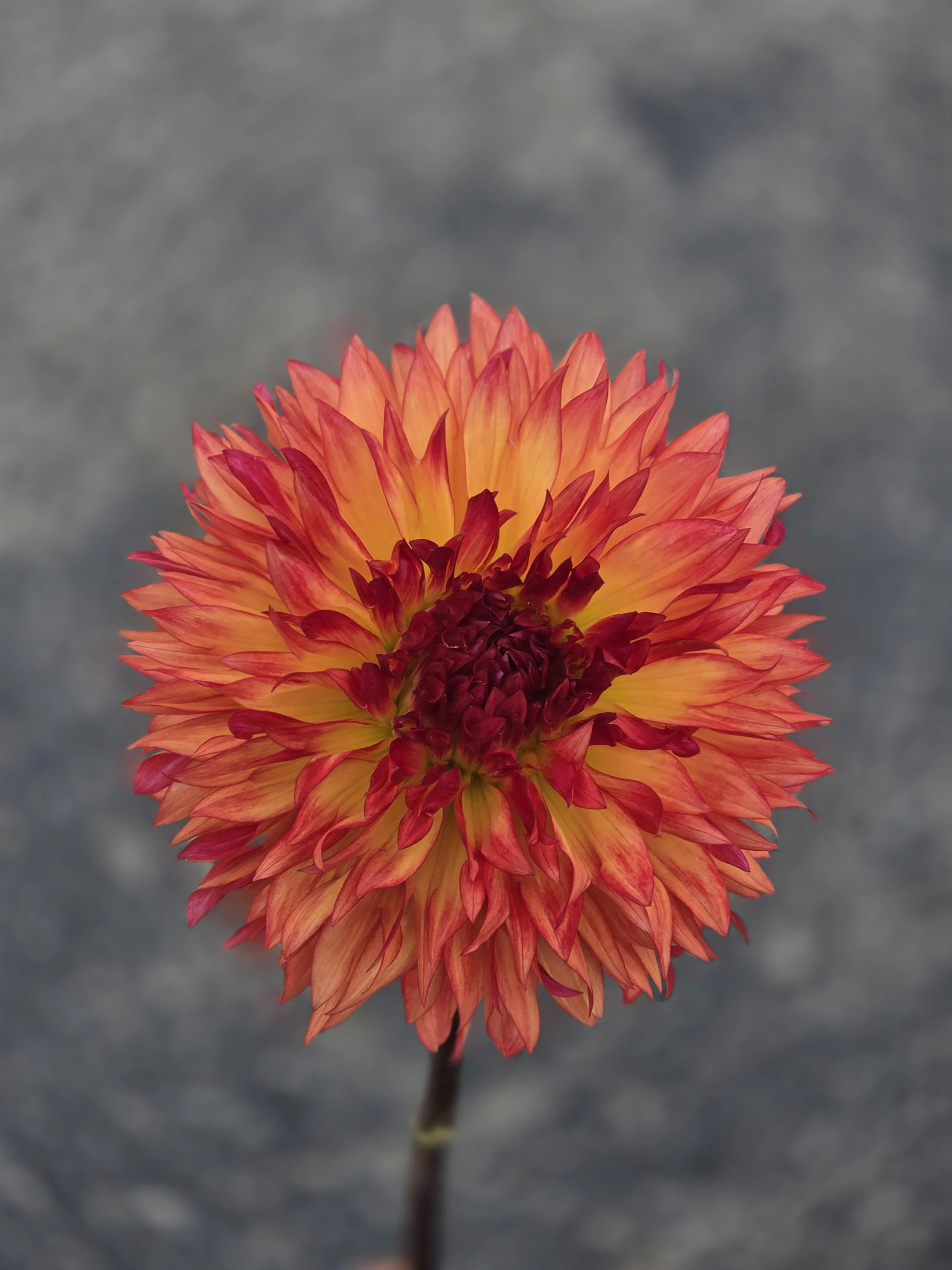 Oldoc Hippie Chick  (2).jpg