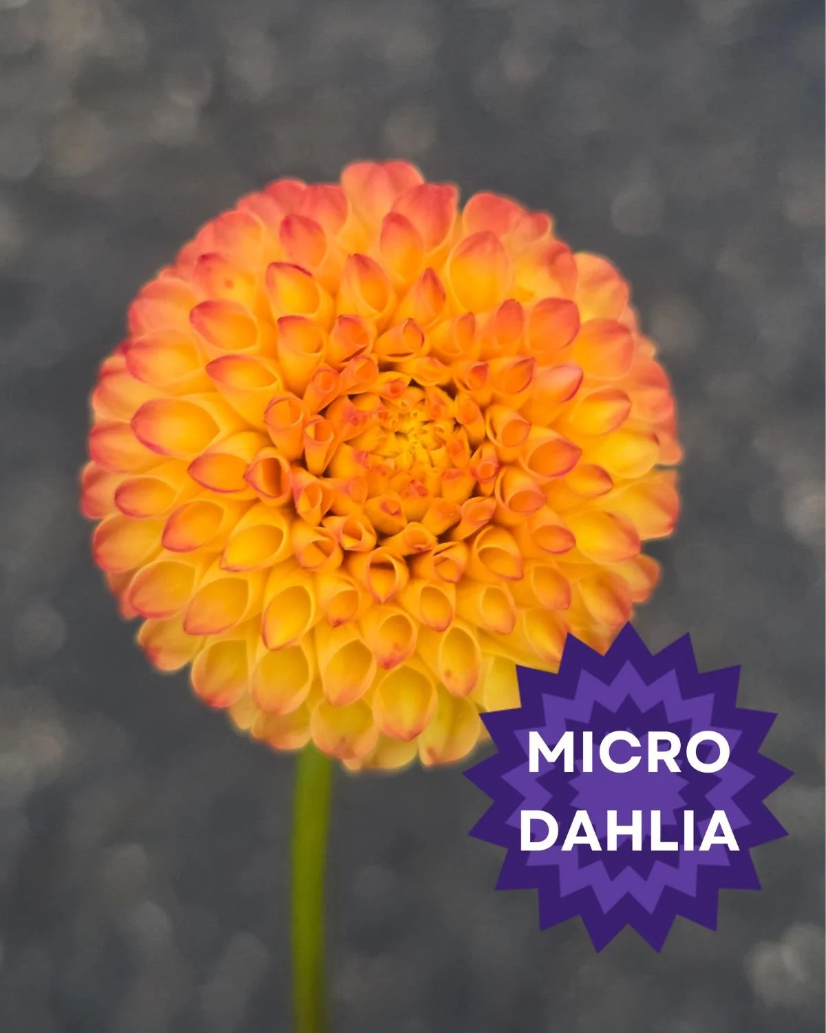 micro (10).jpg