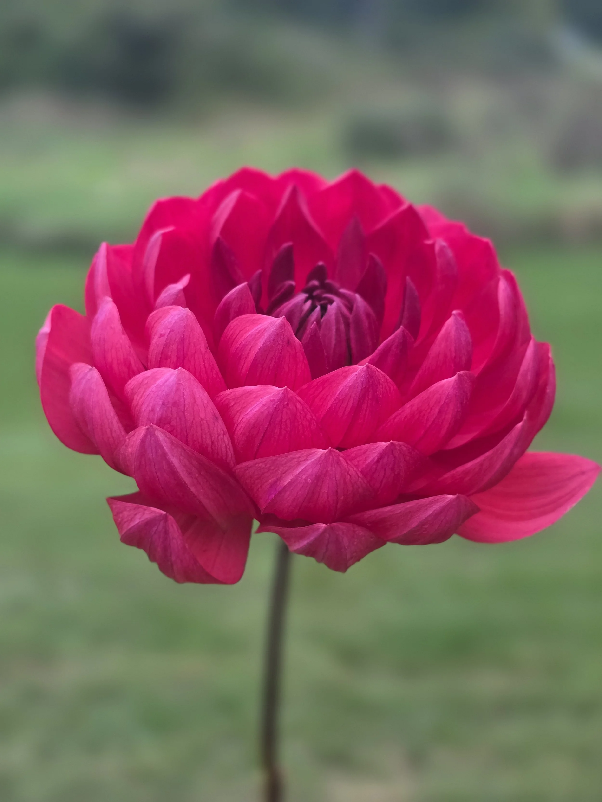 Hollyhill Ruby Rose  (2).jpg