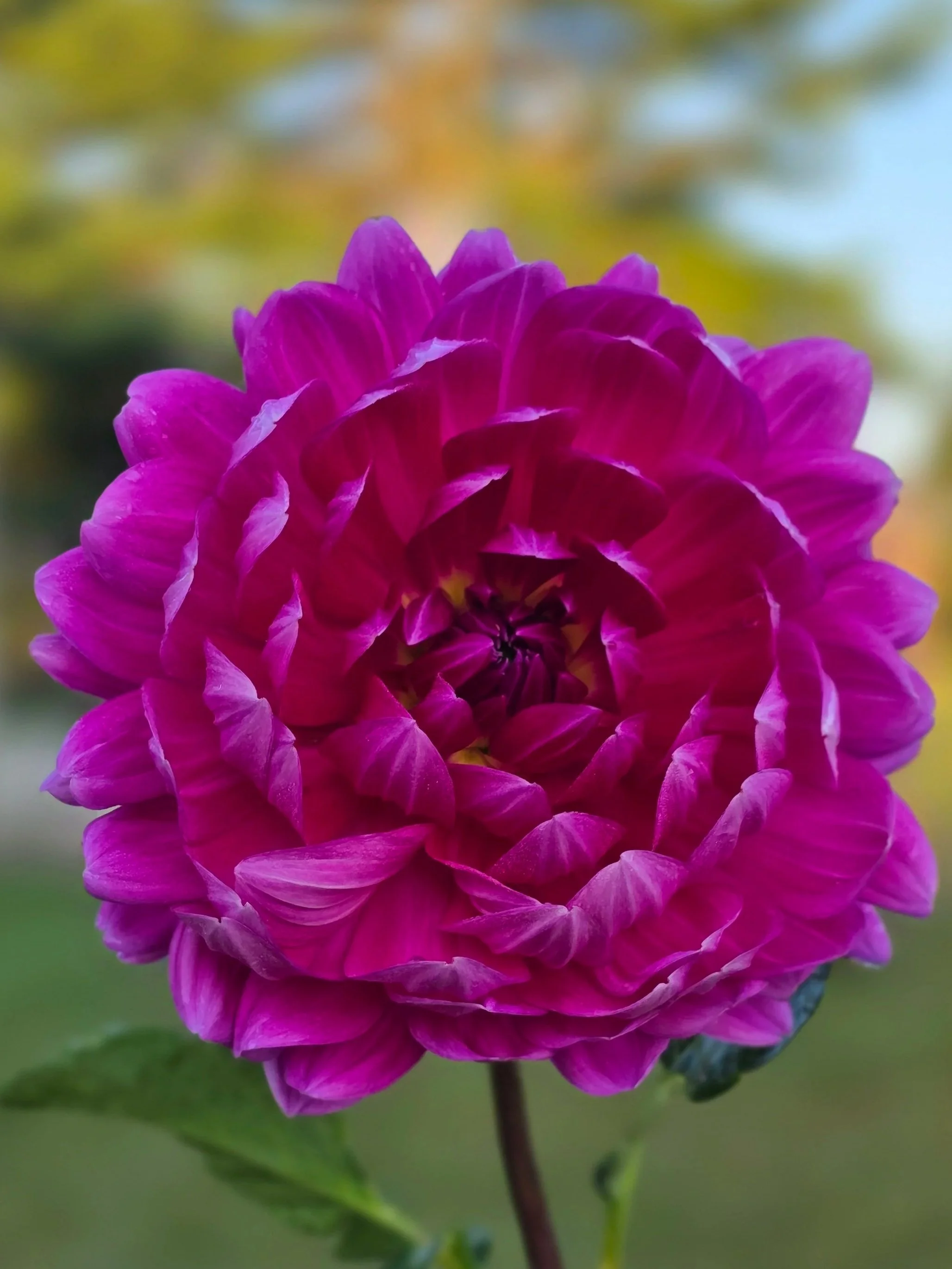 Lyn%27s+Lexi++%284%29.jpg (Copy)