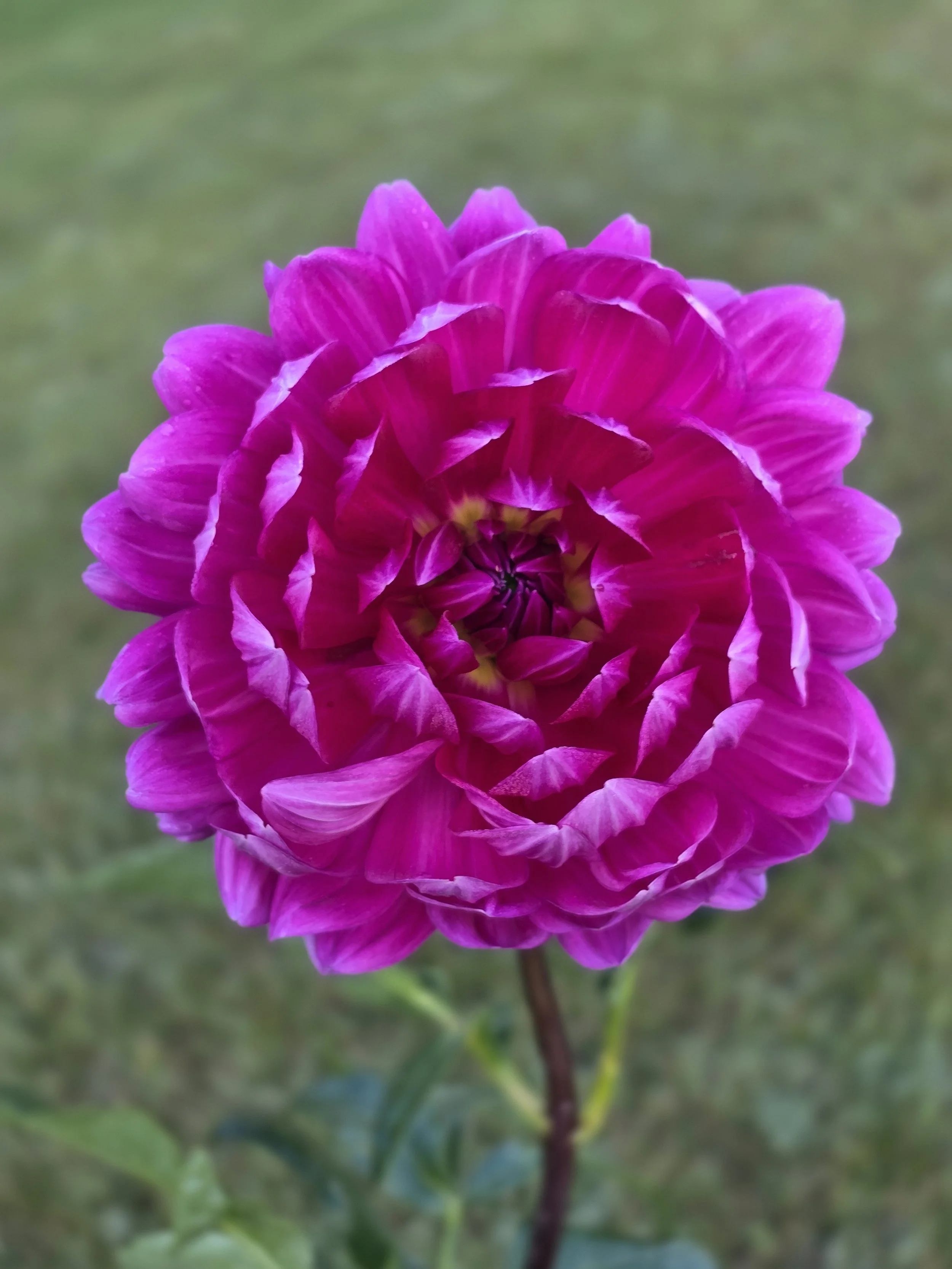 Lyn's Lexi  (3).jpg (Copy)