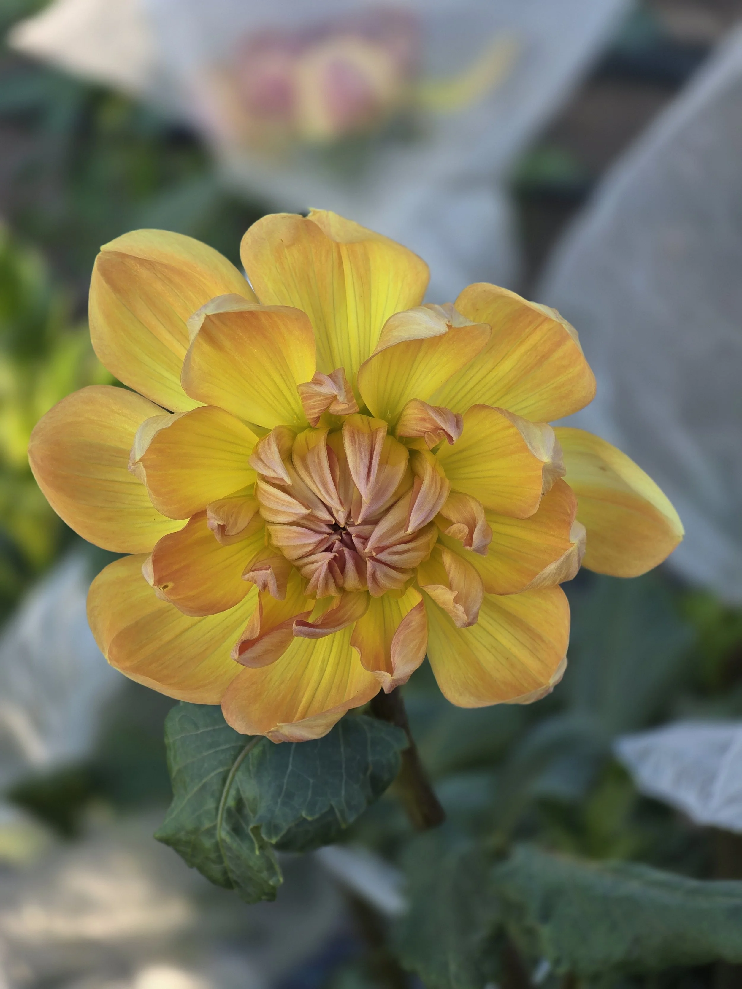 Hollyhill Honeygold  (3).jpg