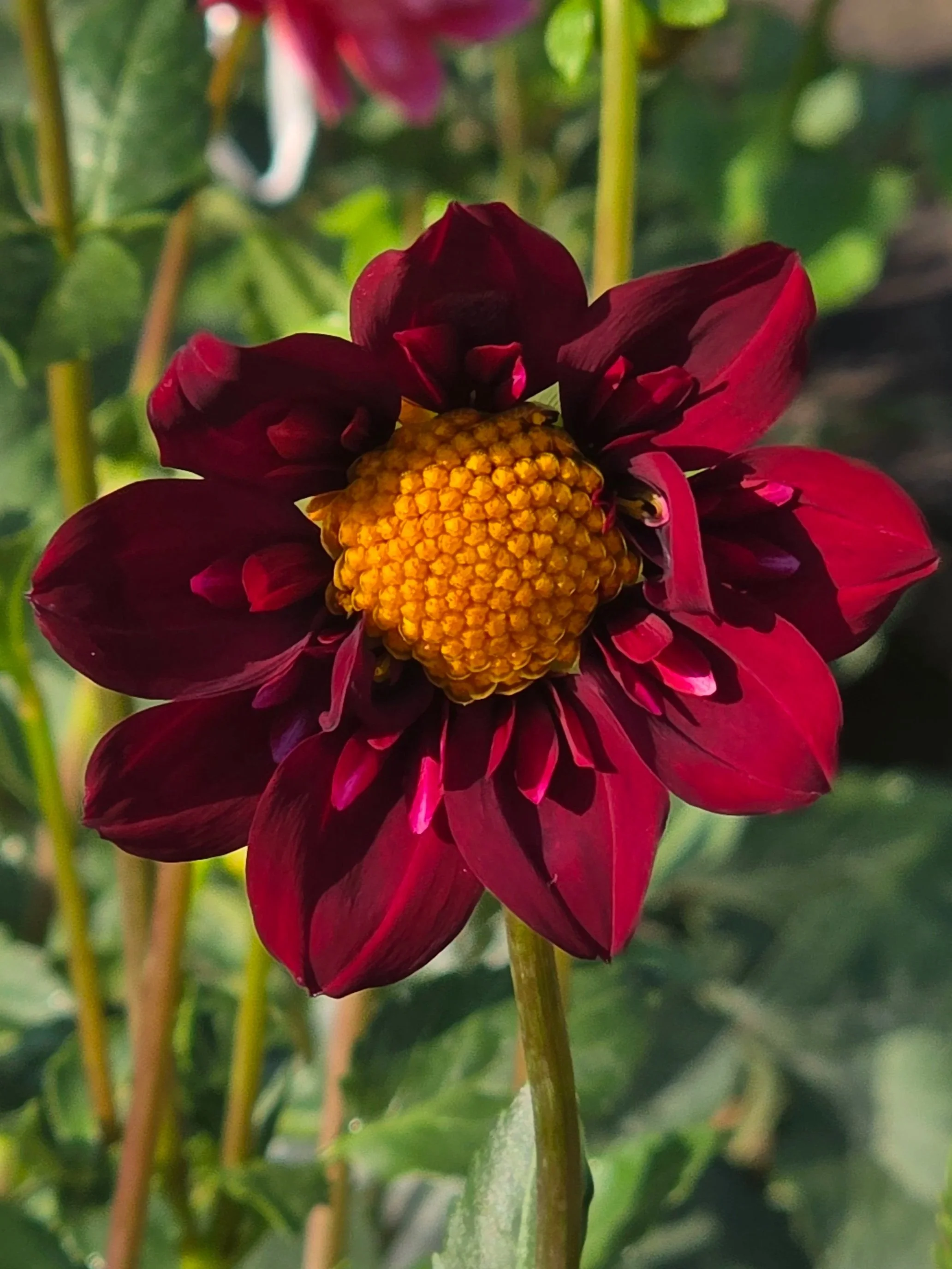 CDP+Cranberry++%281%29.jpg (Copy)