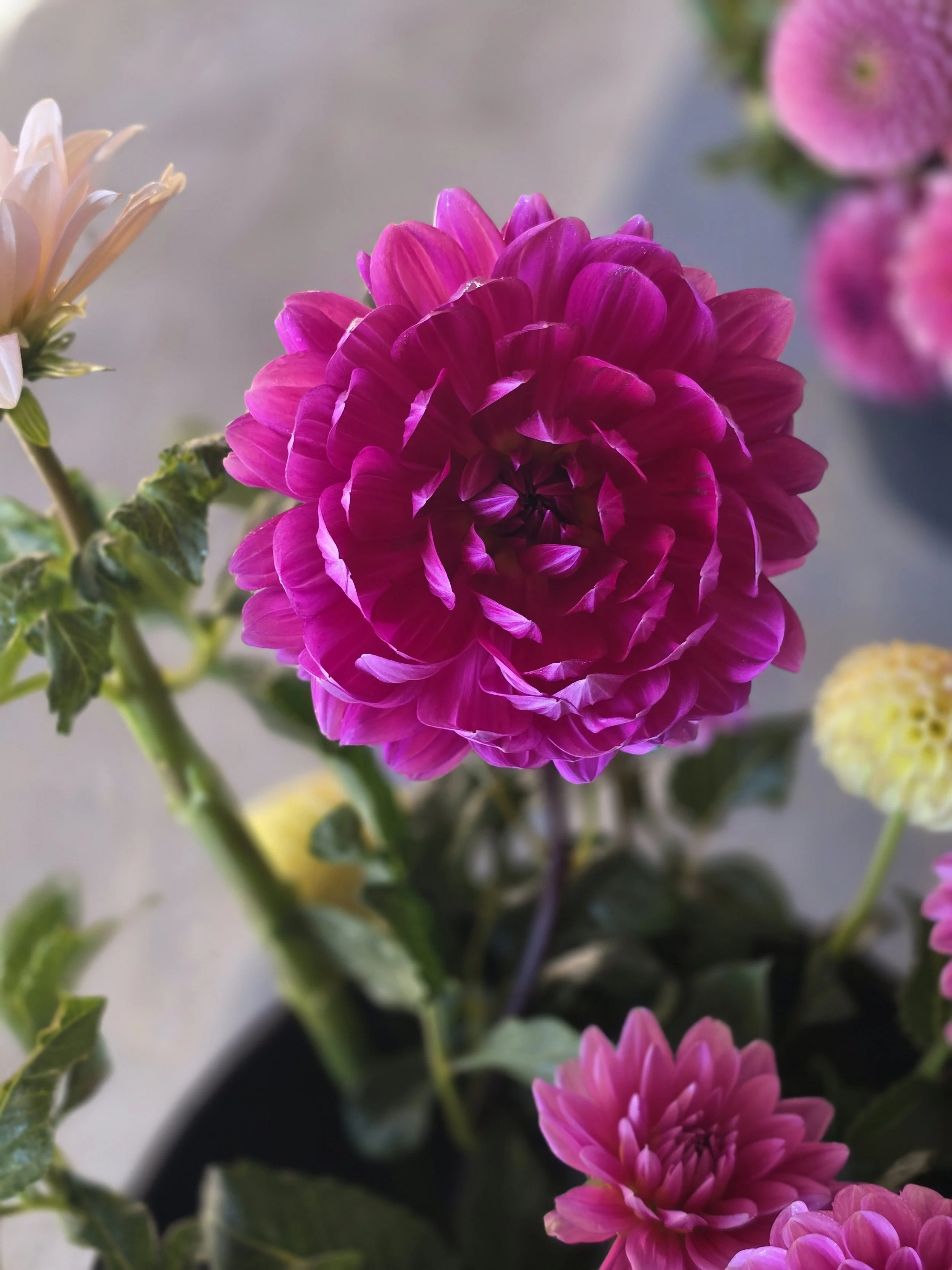 Lyn's Lexi  (2).jpg (Copy)