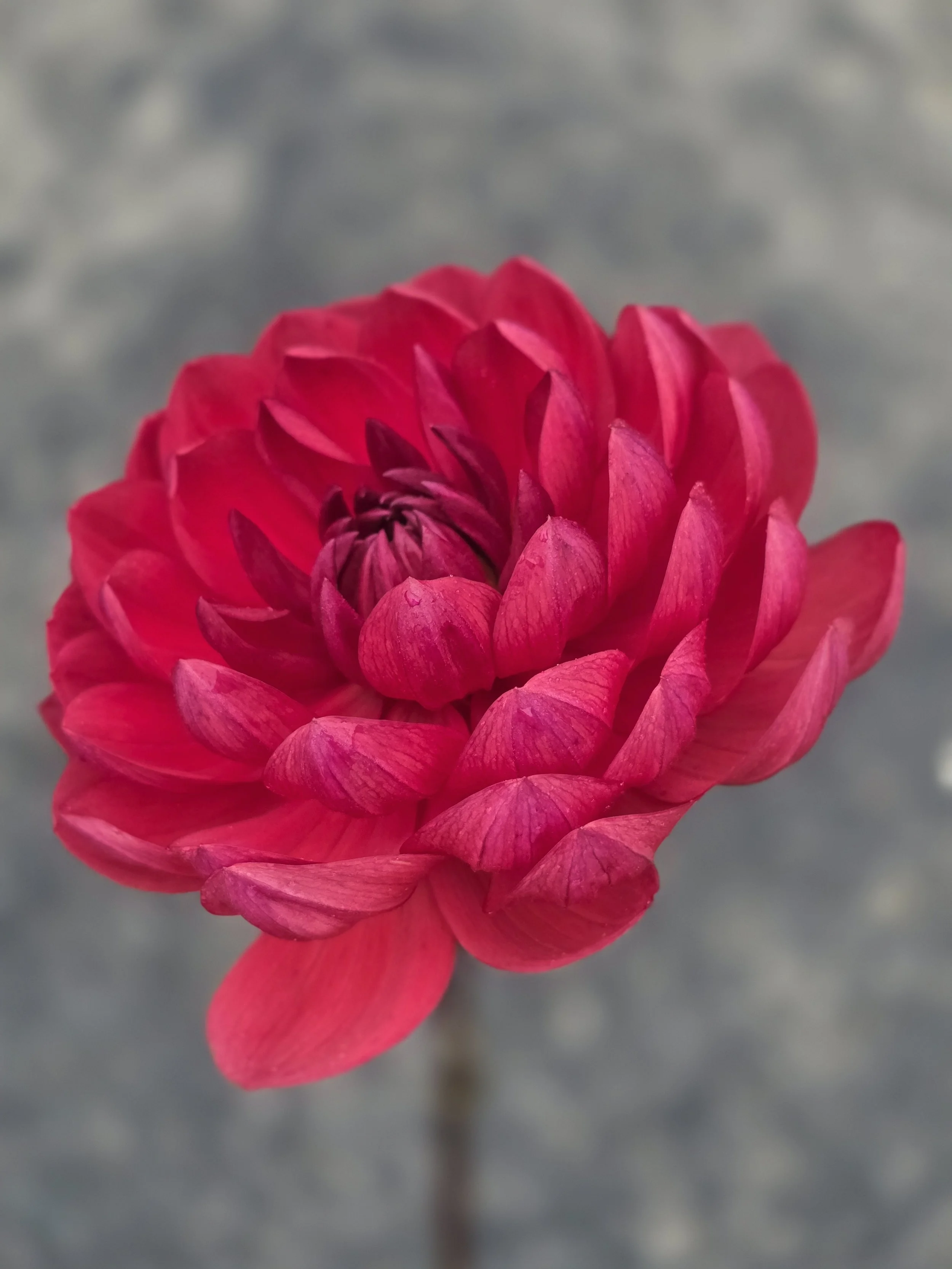 Hollyhill Ruby Rose  (3).jpg