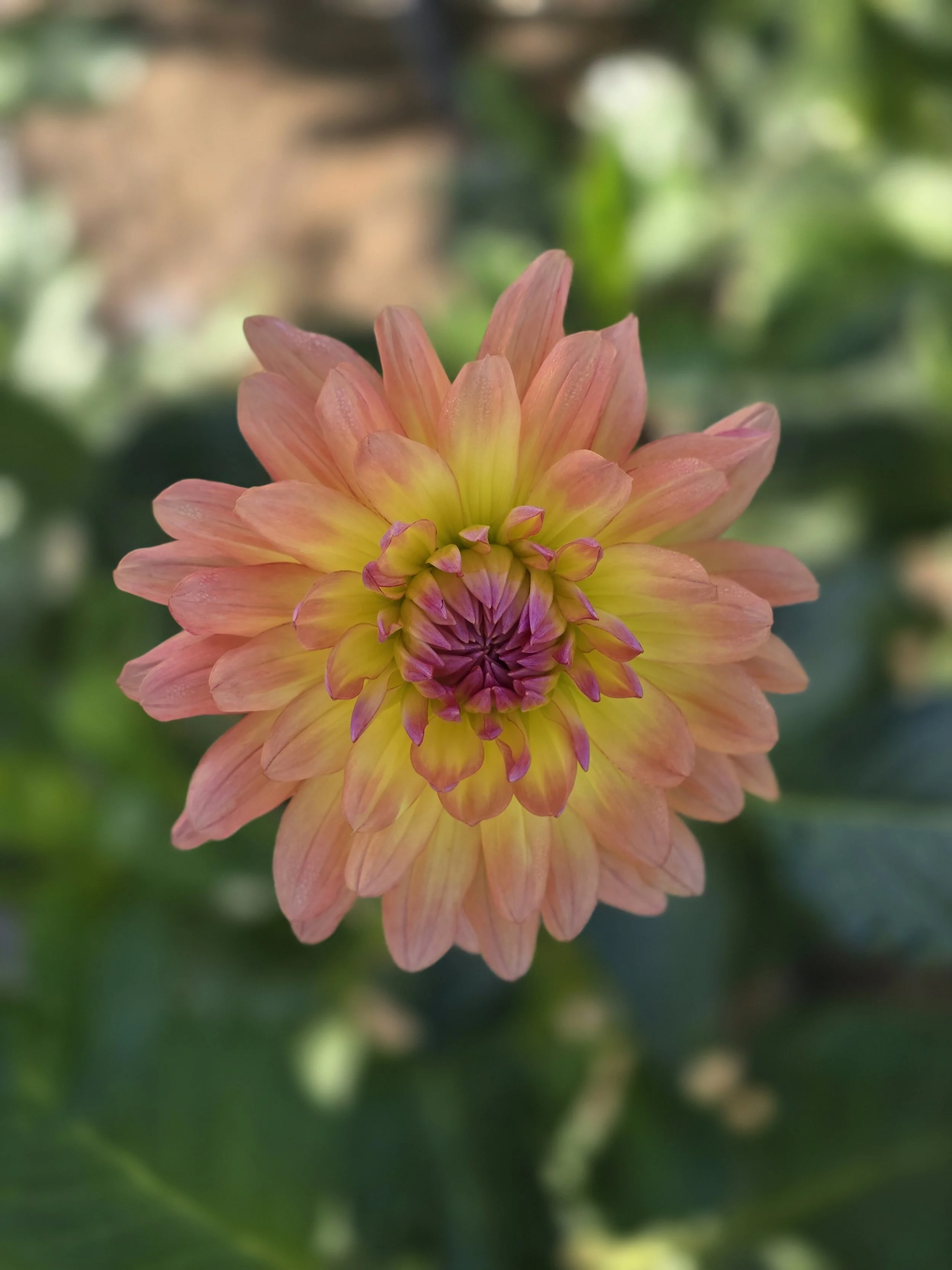 Gabrielle Marie .jpg