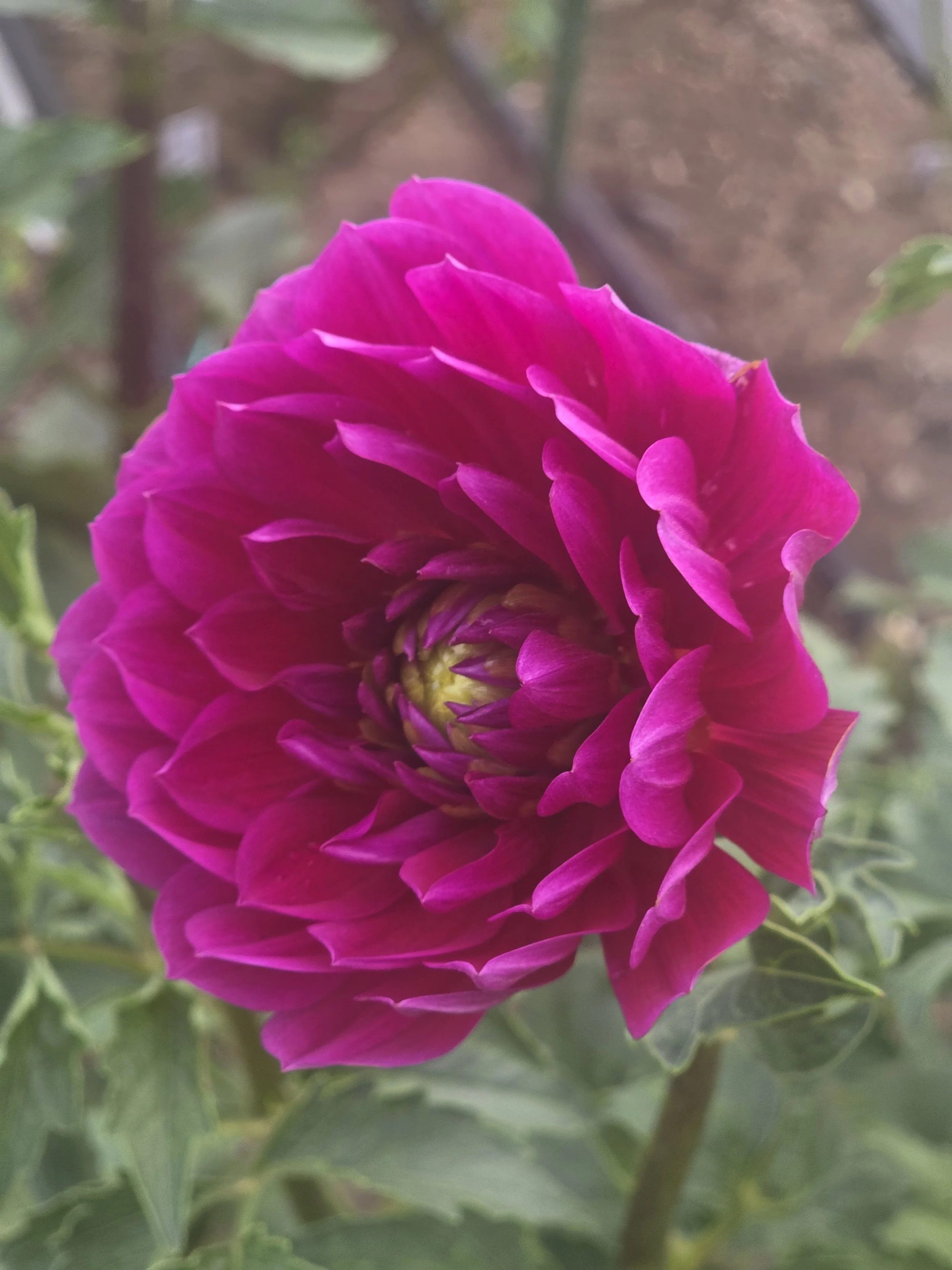 Hollyhill Amethyst rooted cutting PICK UP ONLY