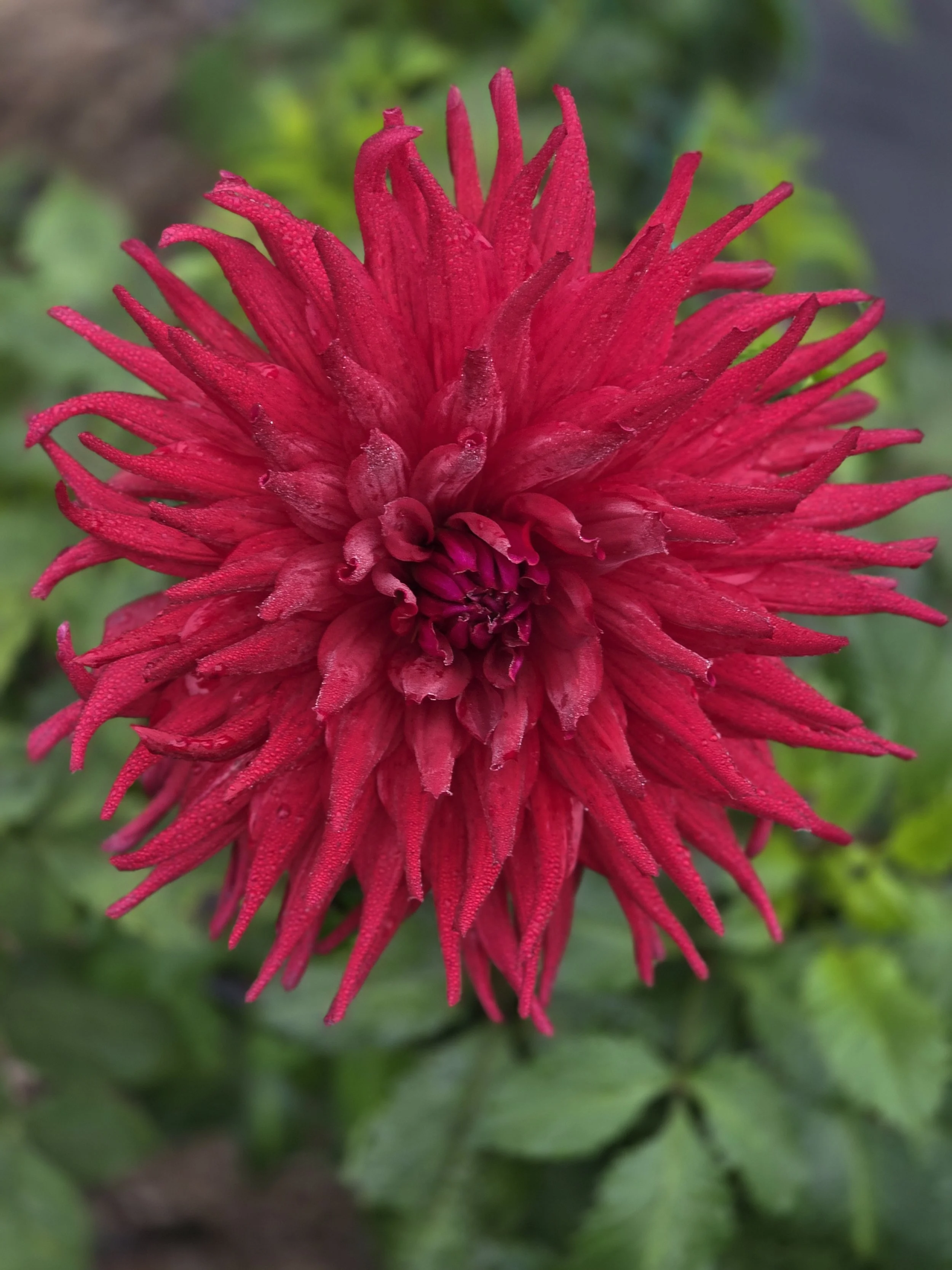 Kenora Wildfire .jpg