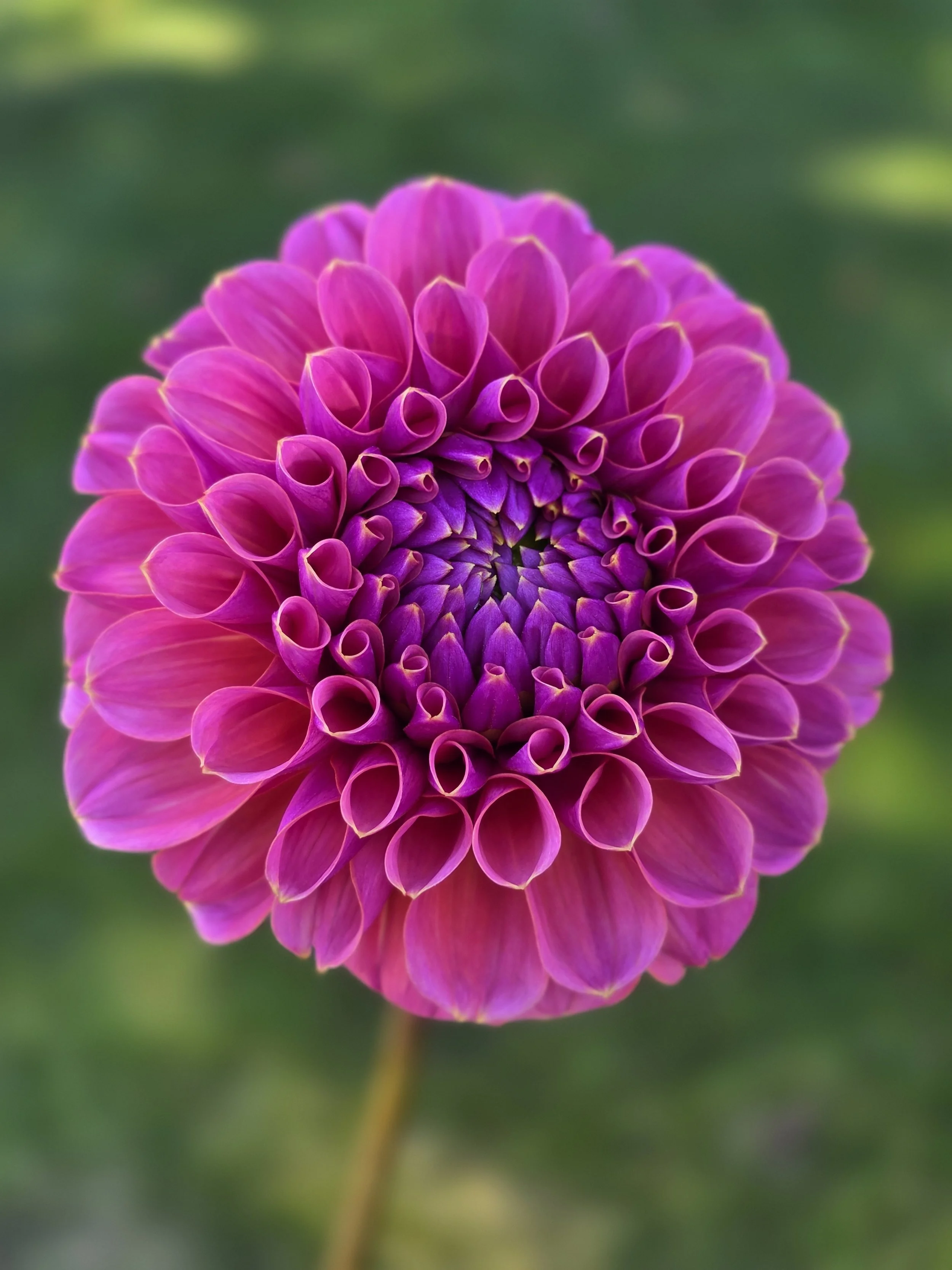 FALL SHIPPED GC Pink Lemonade tuber