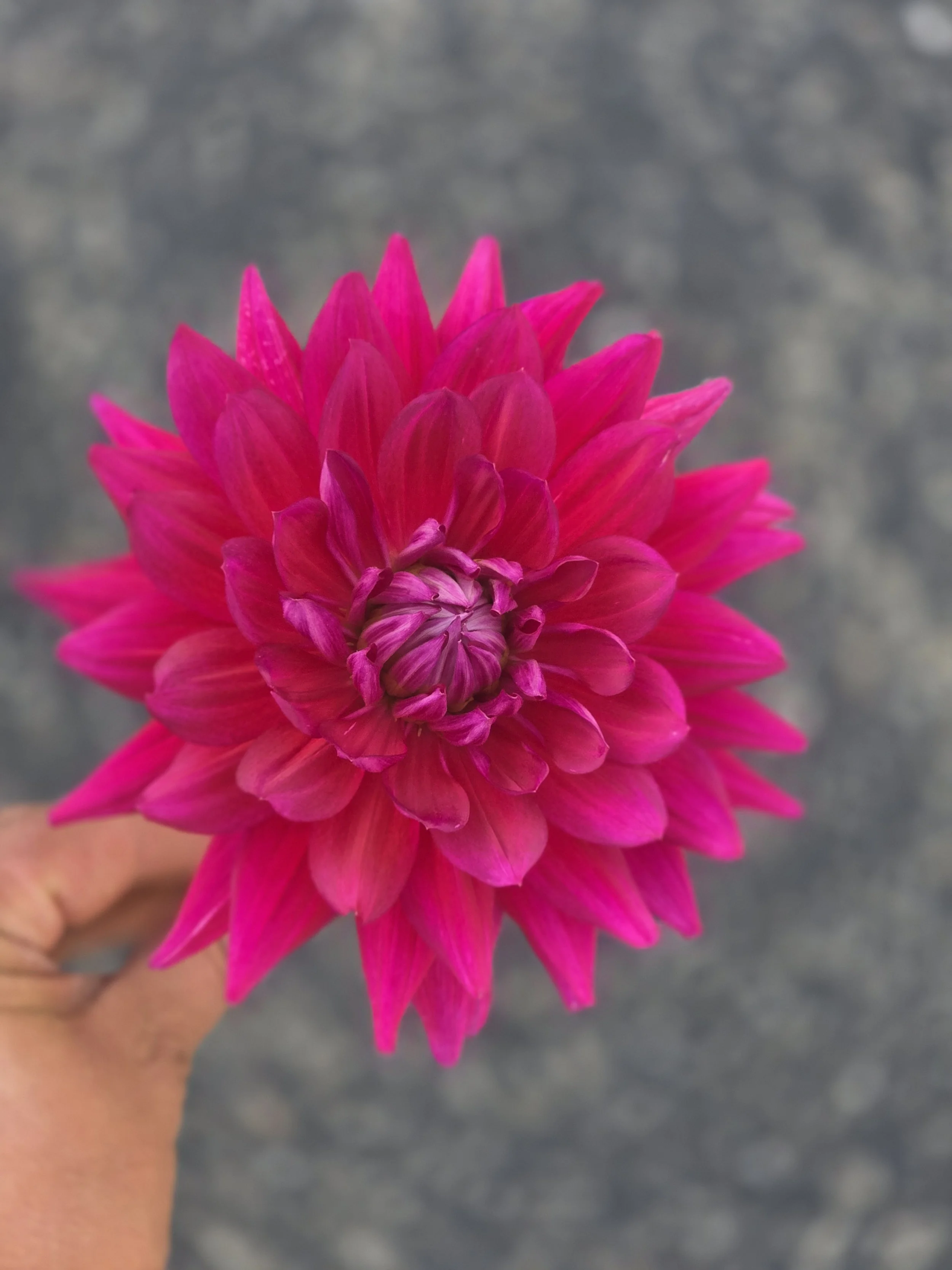 Hollyhill Pandora  (2).jpg