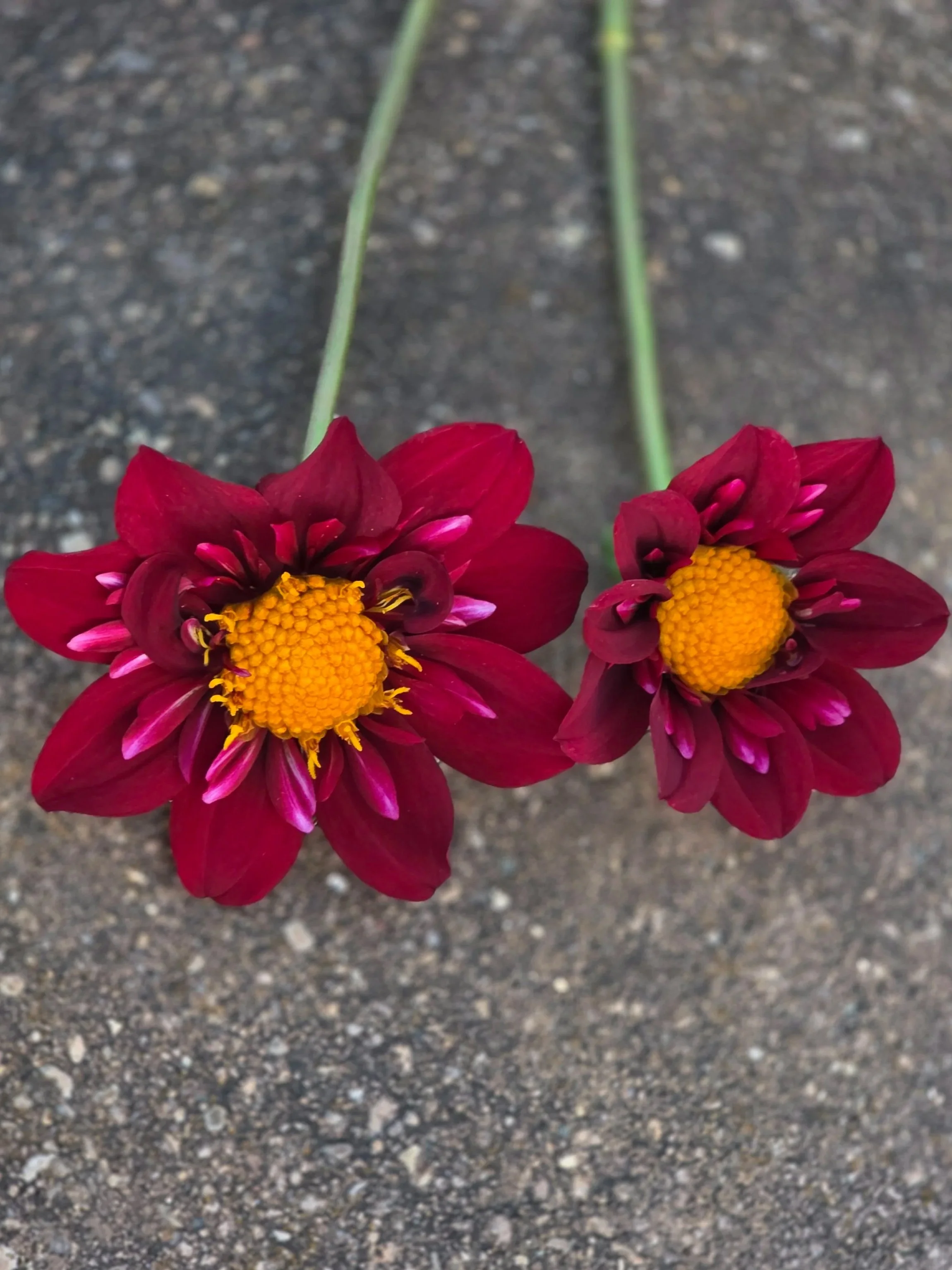 CDP+Cranberry++%283%29.jpg (Copy)