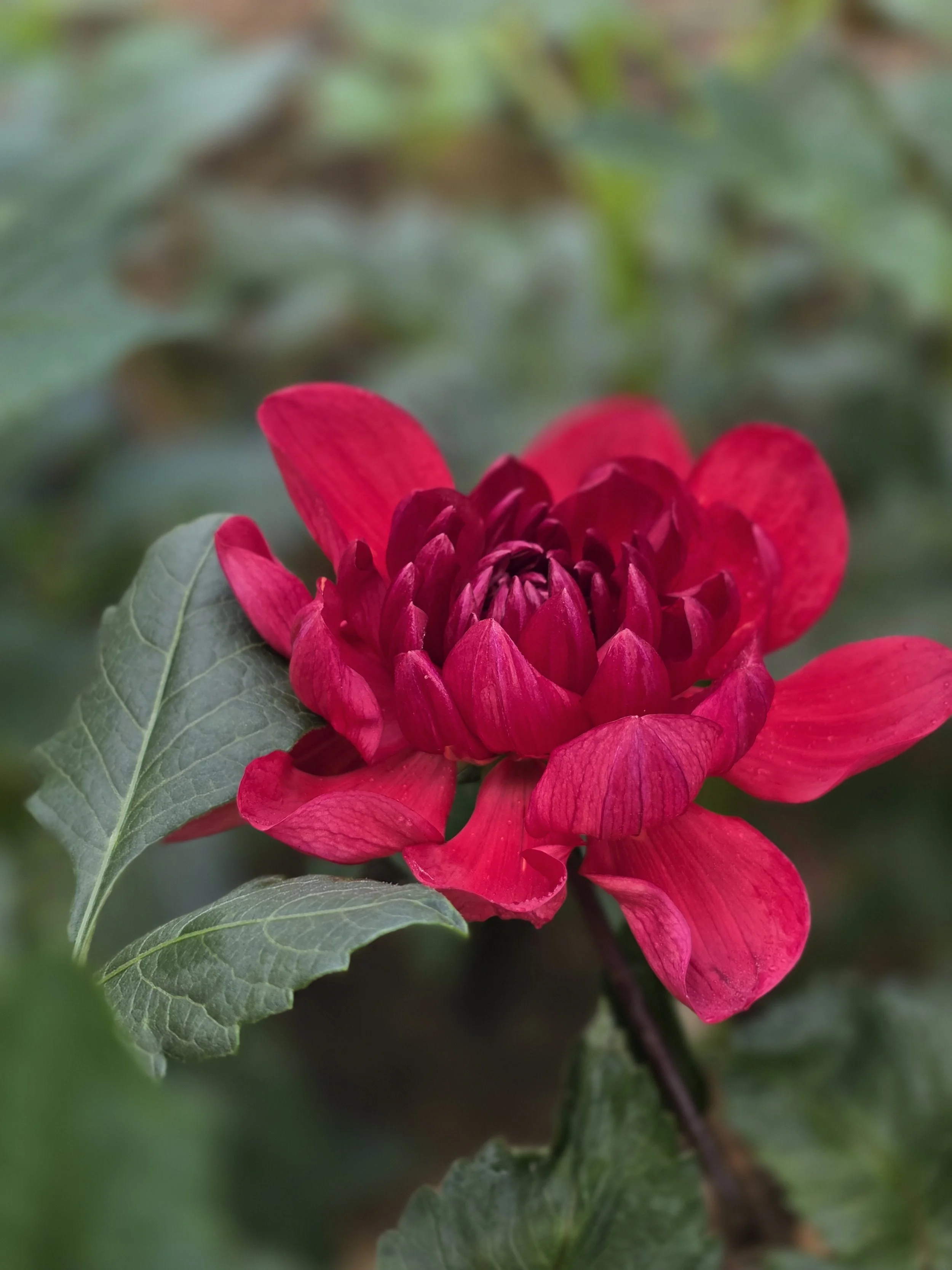 Hollyhill Ruby Rose .jpg