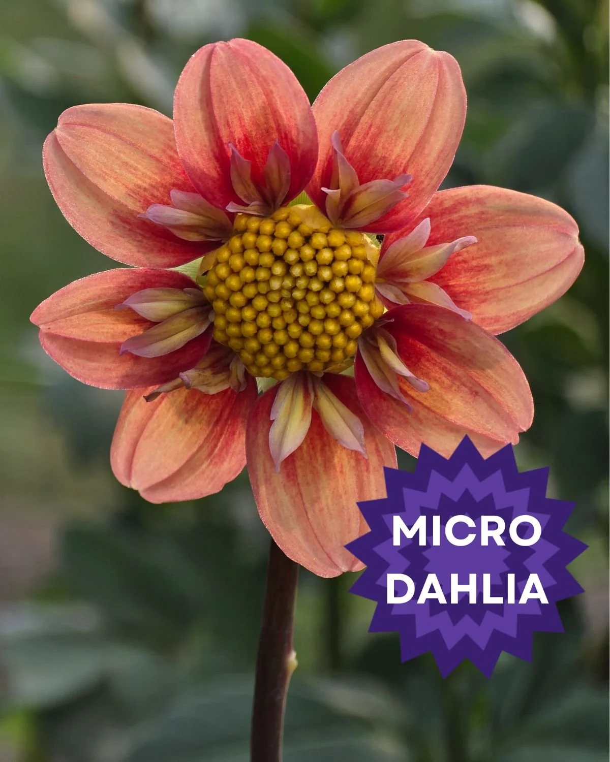 Untitled design (5).jpg