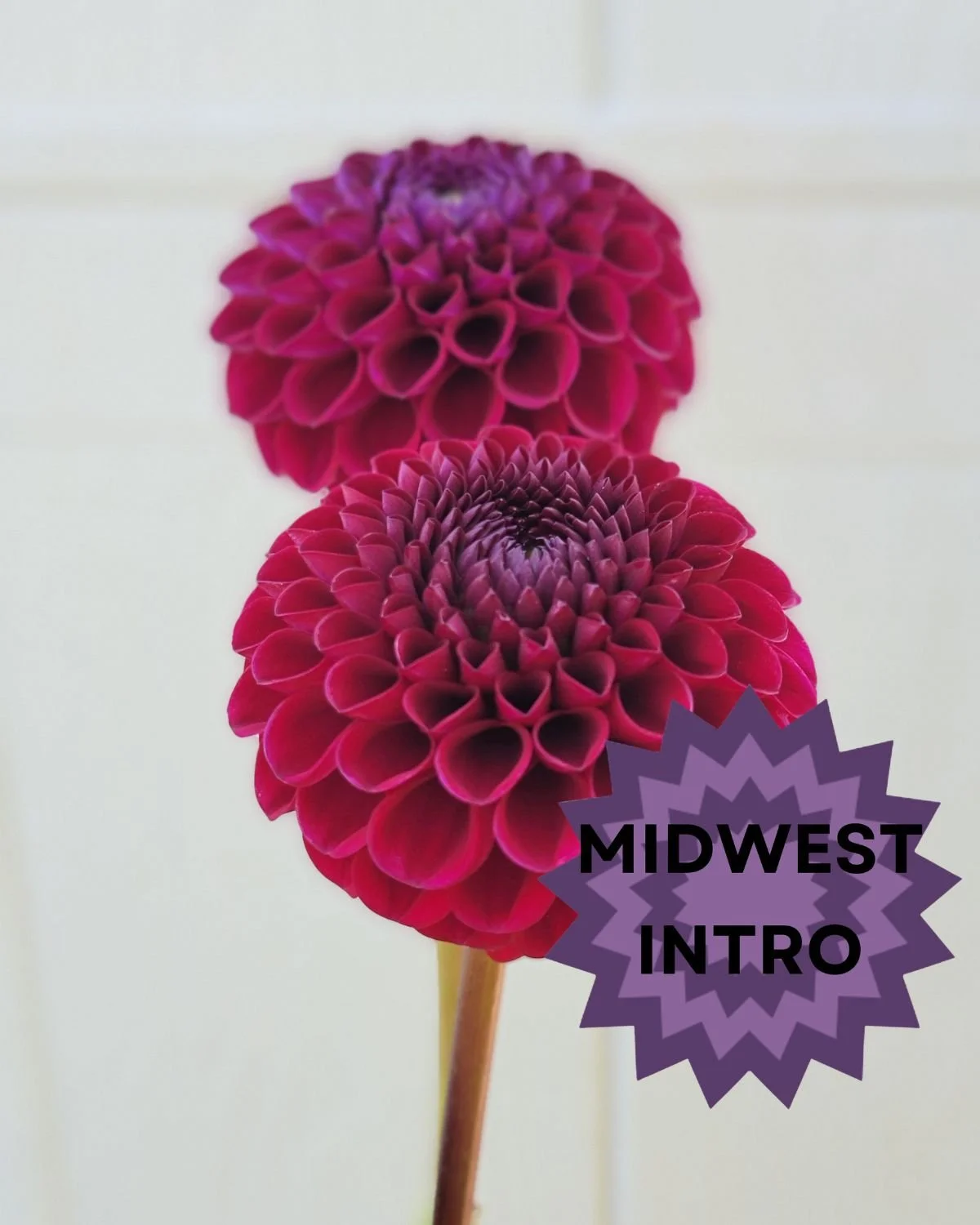FALL SHIPPED Jackie's Red Devil tuber