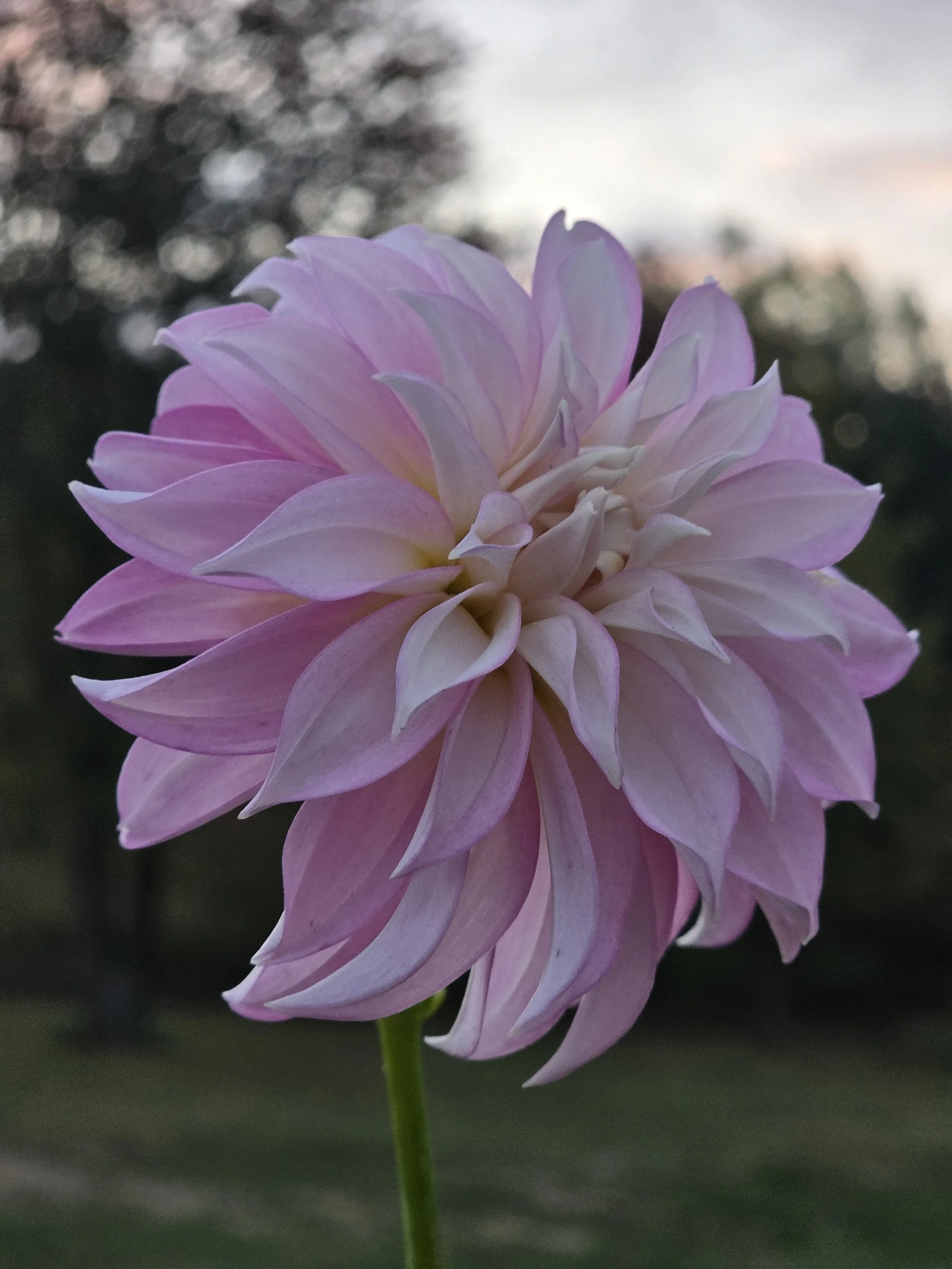 Verrone's DF (2).jpg